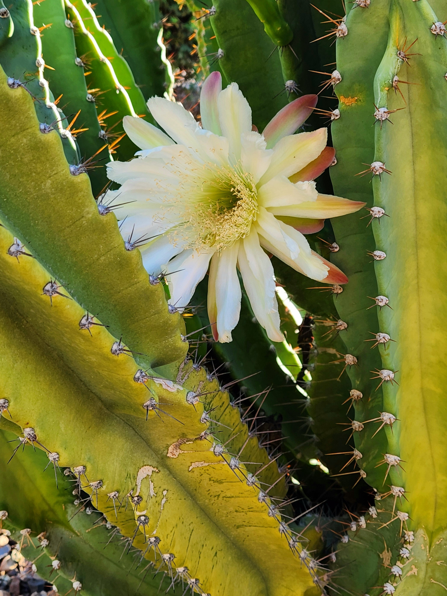 A dessert size cream color with golden interior Daisy looking singular bloom emerges from the mature columnar cactus of the CereusRepandus in my front yard this morning September 22 2024. Bloomscrolling