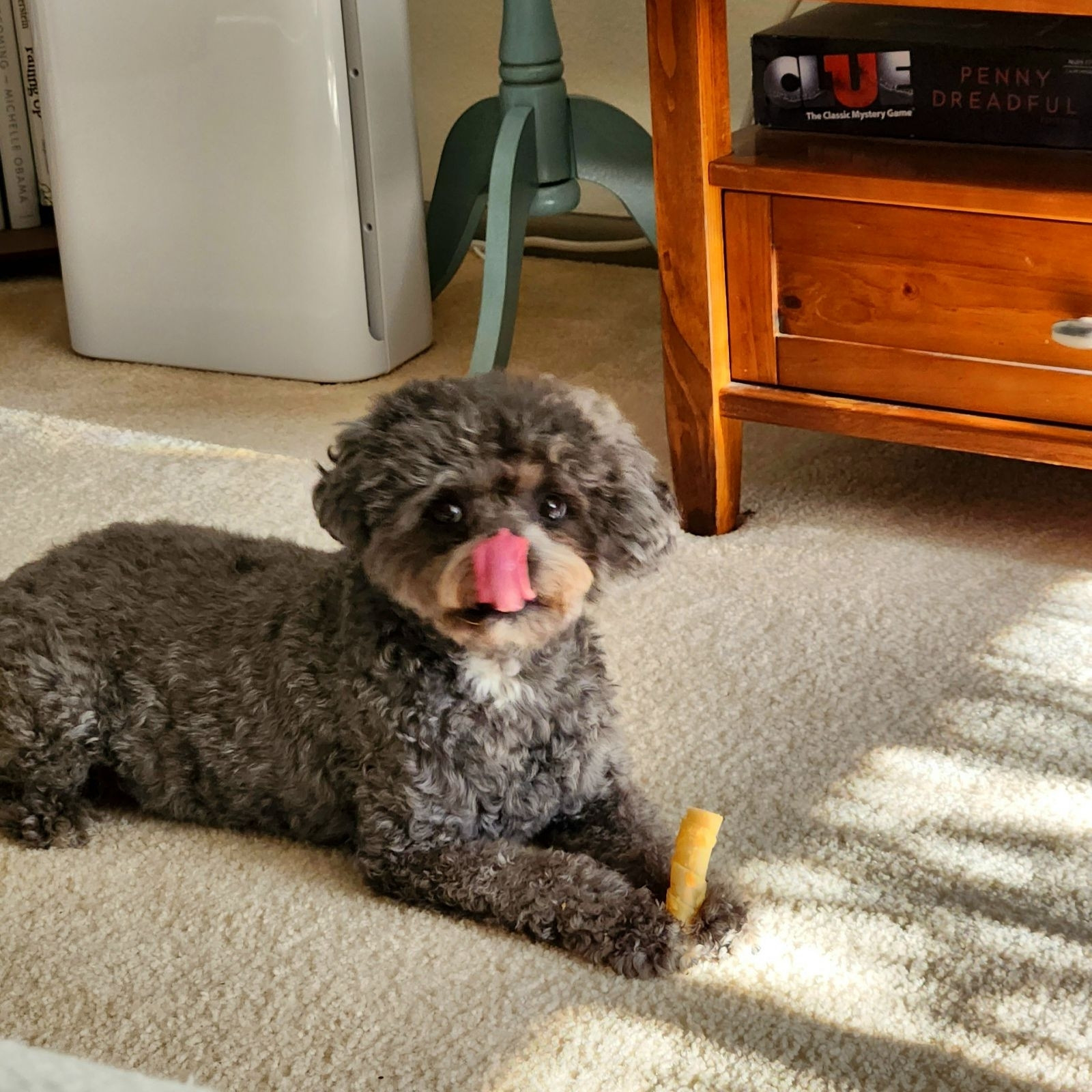 I adopted her for $300 from an animal rescue in North Phoenix. Luna has a coat of hair, necessitating regular grooming, which she absolutely hates. We've settled on taking her to a local groomer once a month ($60 plus tip). And me washing her face and goopy eyes everyday, and combing her head and tail. The only time Luna has been disagreeable has been while I've been grooming her, causing me to realize that she is deeply uncomfortable. Took us awhile but now I comb her with, I kid you not, a puppy brush. 😭
I budgeted for this dog, then and forever. Fuzzy dogs are really expensive, like a really nice hobby. Since my health includes full disability, Luna is an investment in my ongoing better health. Mental health! Impacts physical! Luna is a licensed companion animal in this state, meaning I cannot be legally discriminated against for having her as my companion. It explains my perspective about her being the most important living thing in my life. I'm happy to live my life with her ❤️