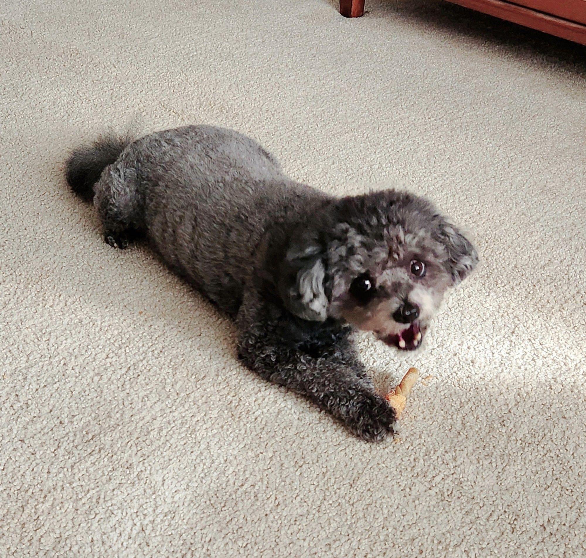 Luna looks up and over to the photographer while momentarily taking a quick fraction of a second away from chewing her very favorite chew in the world from Trader Joe's.
Alt text: small gray fuzzy dog with a chew bone in its front paws, upon its belly, upon a cream-colored wall to wall rug, briefly attends to the photographer. Her lower jaw is open to reveal that she's missing several lower front teeth. Her recent dental surgery resulted in 11 less teeth and a much happier wanting to chew a bone all the time doggy girl!