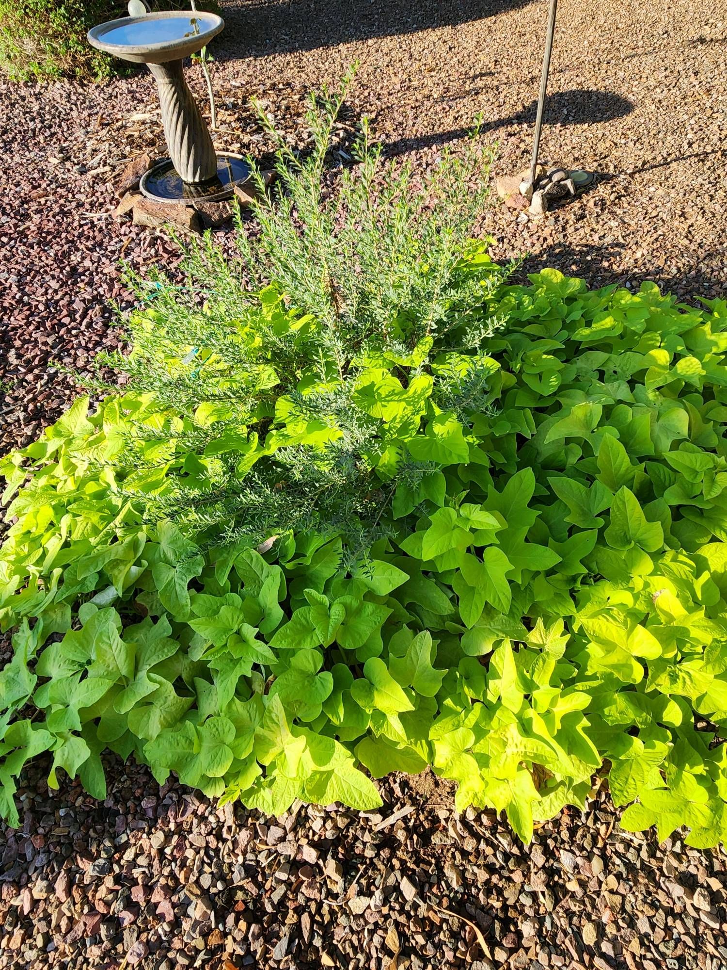 A large circular potato vine grows around and through a currently non-flowering emu bush, native to Australia. The entire yard is decorative gravel, it is about 7:00 a.m. in the morning. The shadow of the dead Queen Palm cuts across the potato vine, ceramic bird bath is in the back, left.