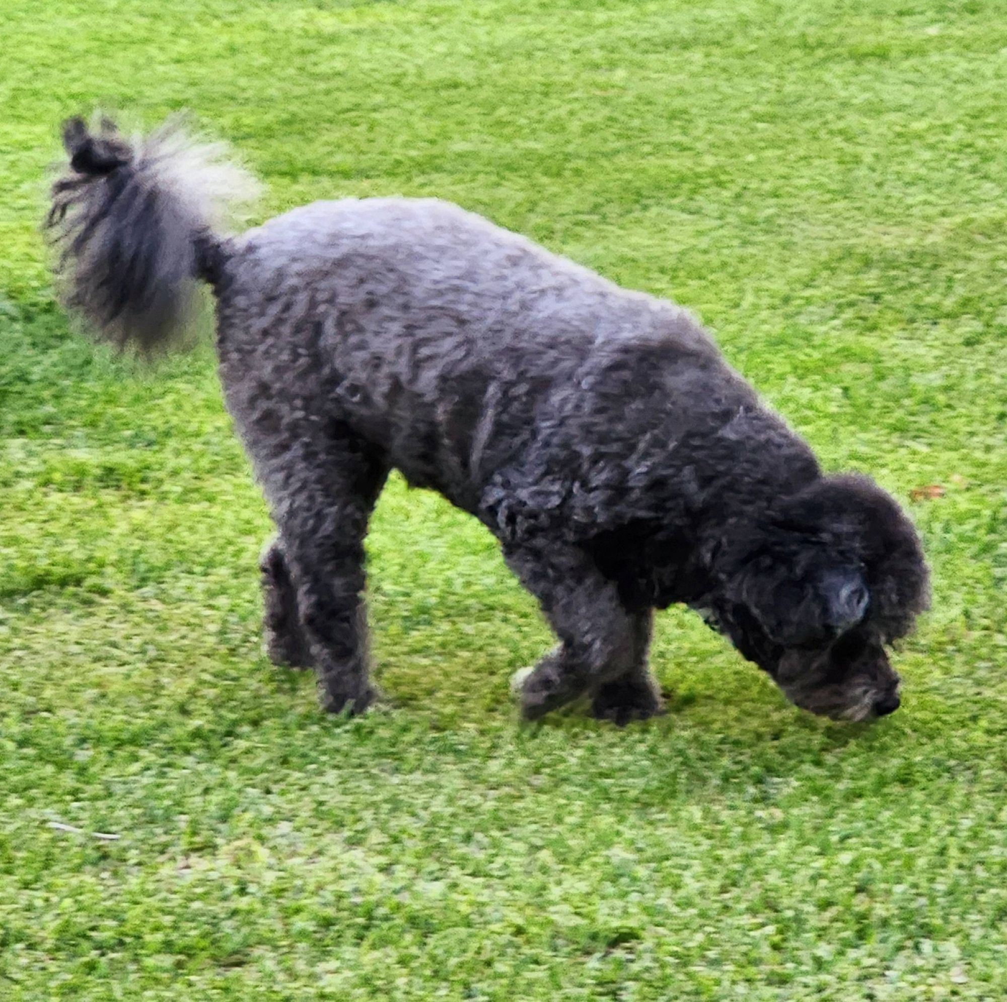 A profile of a poodle mix dog in a typical lizard search mode, upon some golf green grass in her backyard with her tail high her posture firm her nose to the ground and one leg pointing.