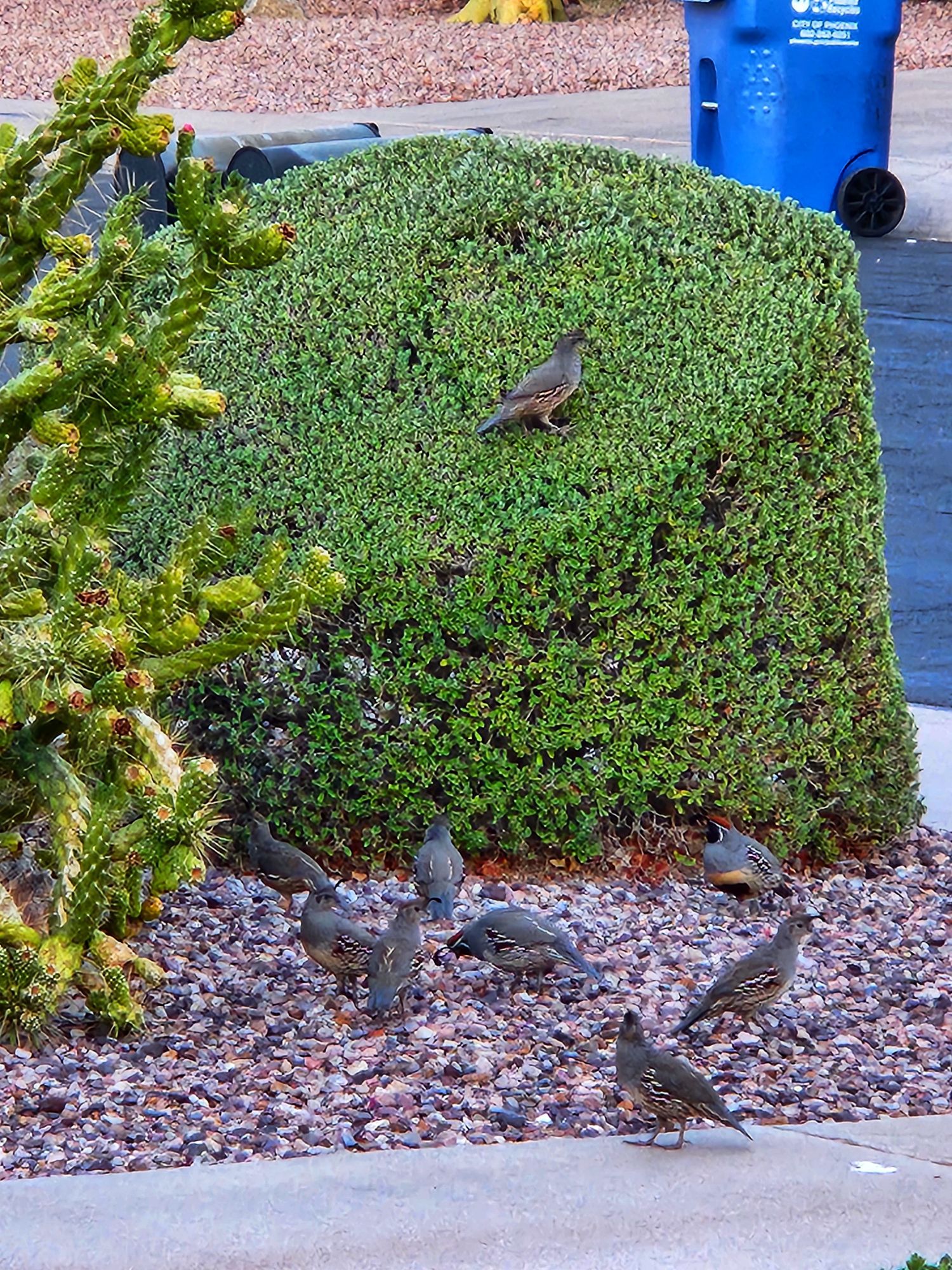 A cluster of quail upon gravel ground in a suburban desert ranch home track in Phoenix Arizona. The birds are in a cluster, some jumping up onto a highly- manicured, ornamental bush.