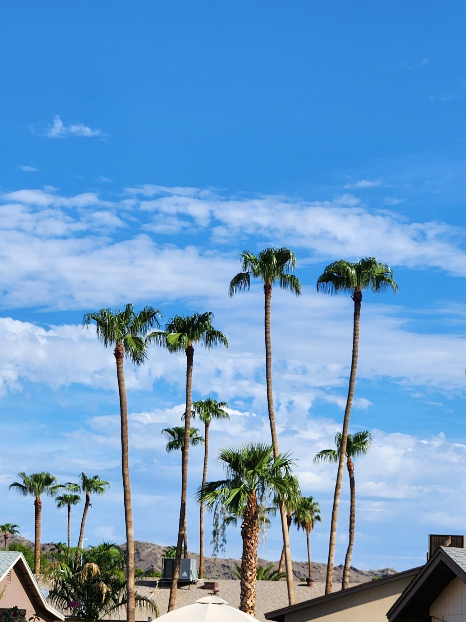 My favorite backyard view 
Blue skies with thin clouds above the very tops of South Mountain Park, from the perspective of a phoenix 1970s era Desert suburban backyard, with all the other ranch homes built right up to the park in the foreground, as well as numerous primly trimmed palm trees popping up in the foreground all the way to South Mountain Park.