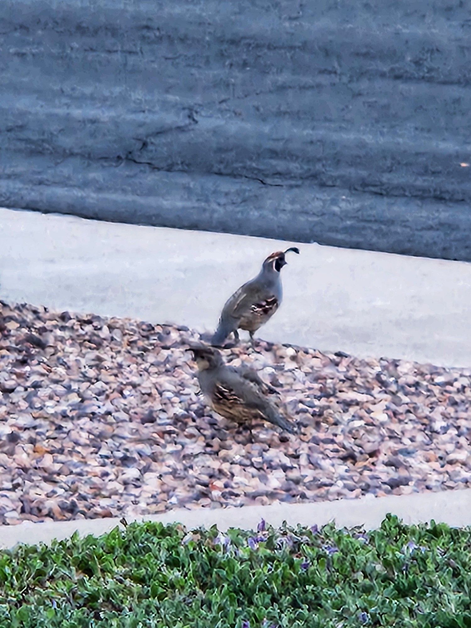 Mature male quail faces a paved sidewalk adjacent to a street as he stands upon decorative gravel alongside a younger quail. Both birds have been flushed by a dog from the other side of the yard