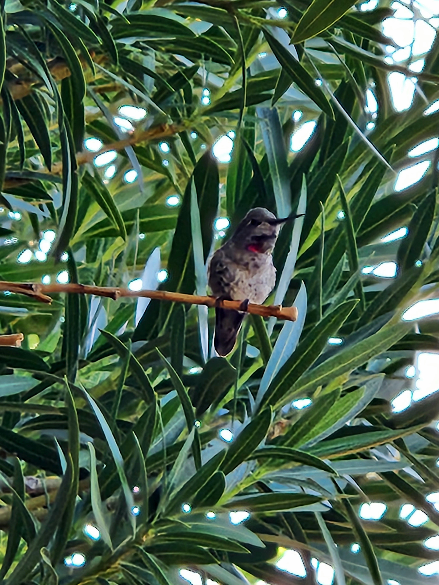 My Little Friend 
A tiny bird upon a leafless wooden branch with a backdrop of mature Oleander olive green elongated leaves. Bird won't stop posing. Please notice the colorful bits underneath its chin which continue to confuse me as to which sex of bird this is. It is maybe, a costas hummingbird, but also maybe? An Anna's? Very fun and interesting times in the yard right now with new birds!