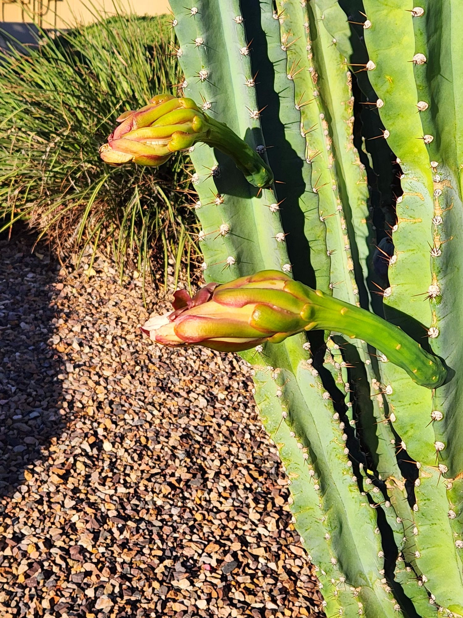 Another angle of the 24-hour old serious rep pandas blooms emerging from a columnar cactus. The blooms have opened and now closed and are browning and drying and will fall stems and all ,off the cactus soon.