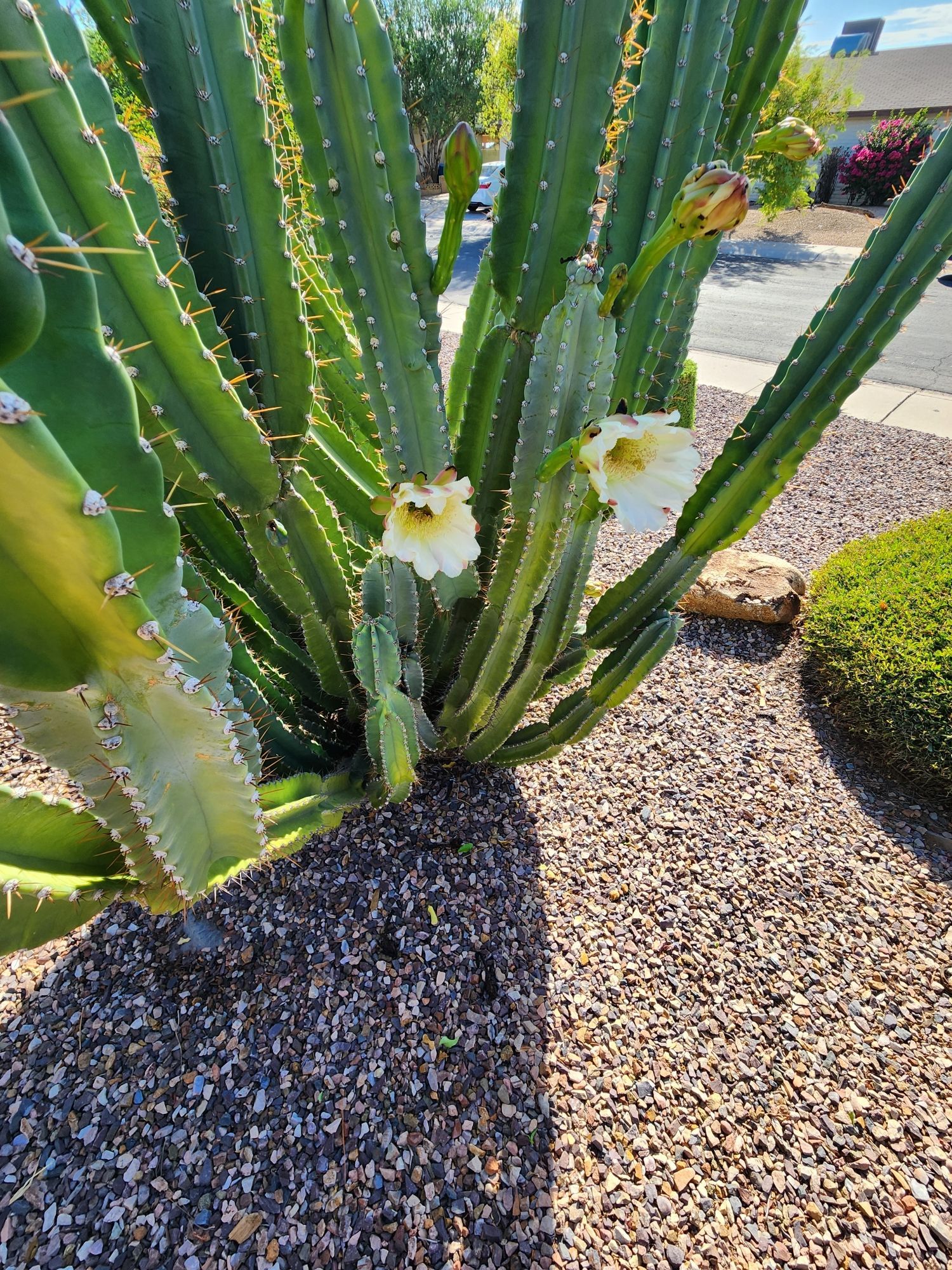 Peruvian apple cactus or Cereus repandas flowers protrude from a mature columnar cactus. Two fully open, dessert plate Golden centered and Ivory petaled flowers protrude from two different columns of the cactus which is in the front yard of a 1970s era Phoenix Foothills Desert suburban front yard. August 23 2024