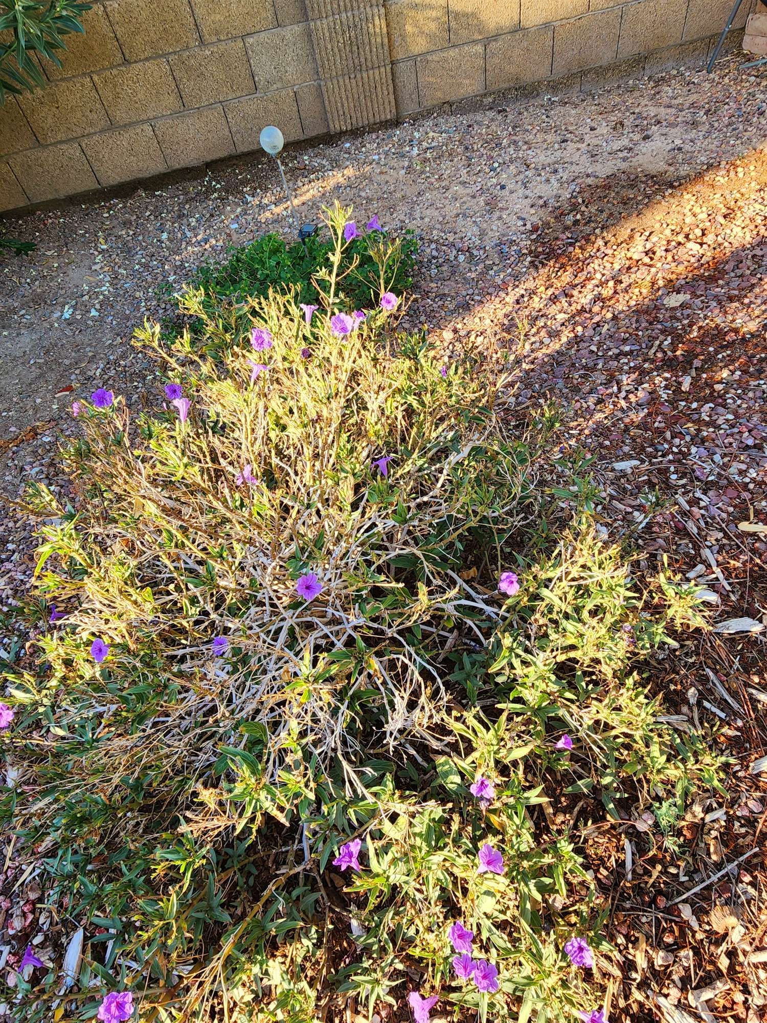 Yard walking this morning on the ugly side of the yard. Probably my shadow on this scraggly looking bush with tiny trumpet shaped purple flowers. Mexican purple petunia bush all alone in a partly gravel cover ground with shade and sun across it and an ugly block wall behind it.