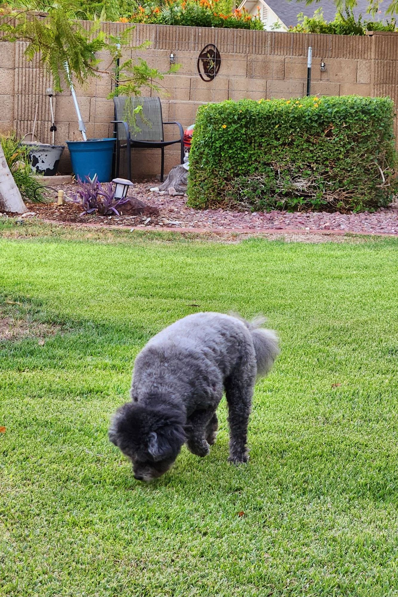 The small gray poodle mix dog whose name is Luna and whose age is 6.5 years, has found what she was looking for and now has her pointer paw extended and nose to the ground, giving everyone the thumbs up that she's done, now needs help.