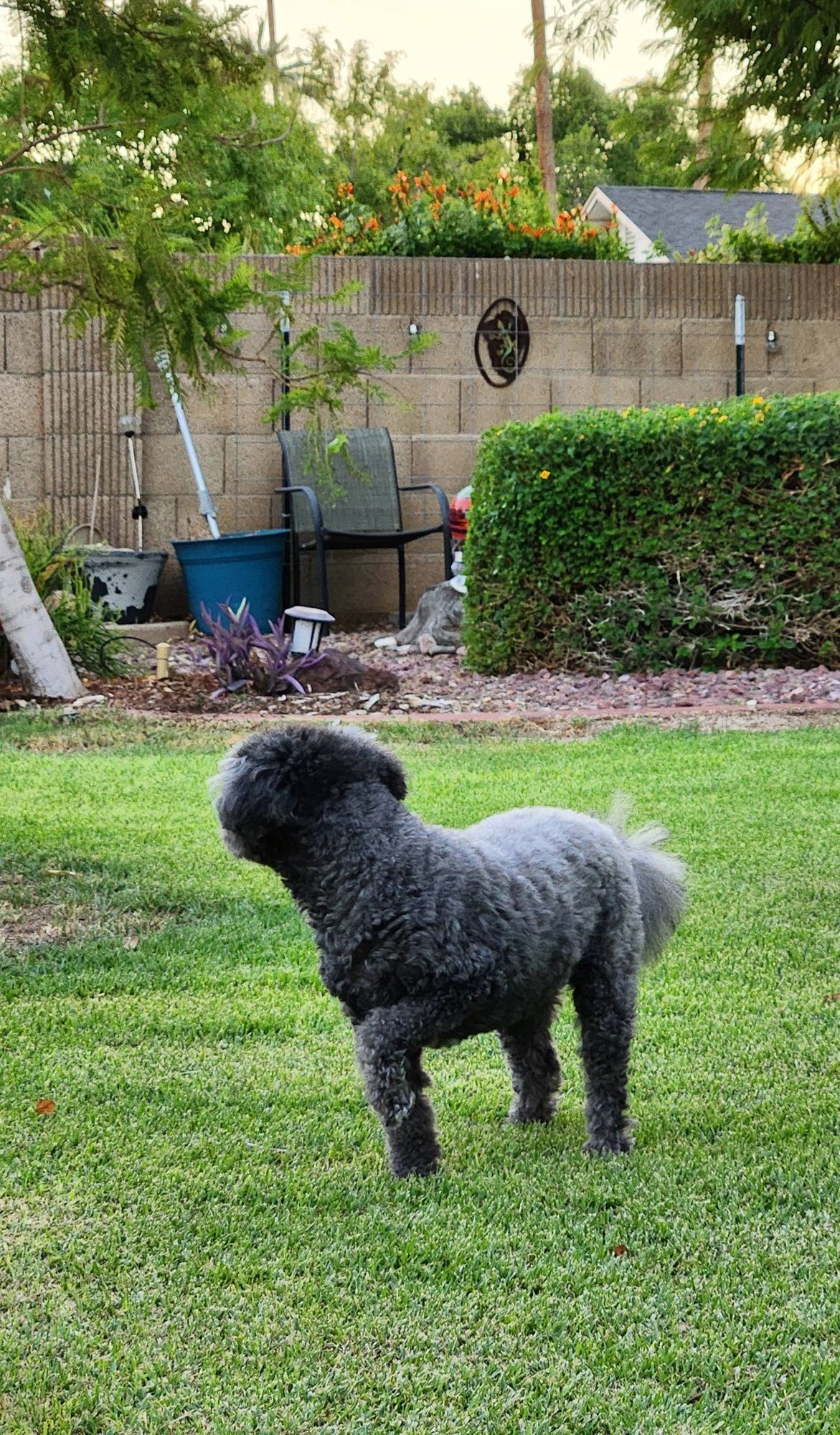 Small fuzzy black and gray poodle mix dog with her pointer paw fully elevated, looks over her shoulder towards one of her owners to get his attention, regarding her successful pursuit of possibly a lizard.