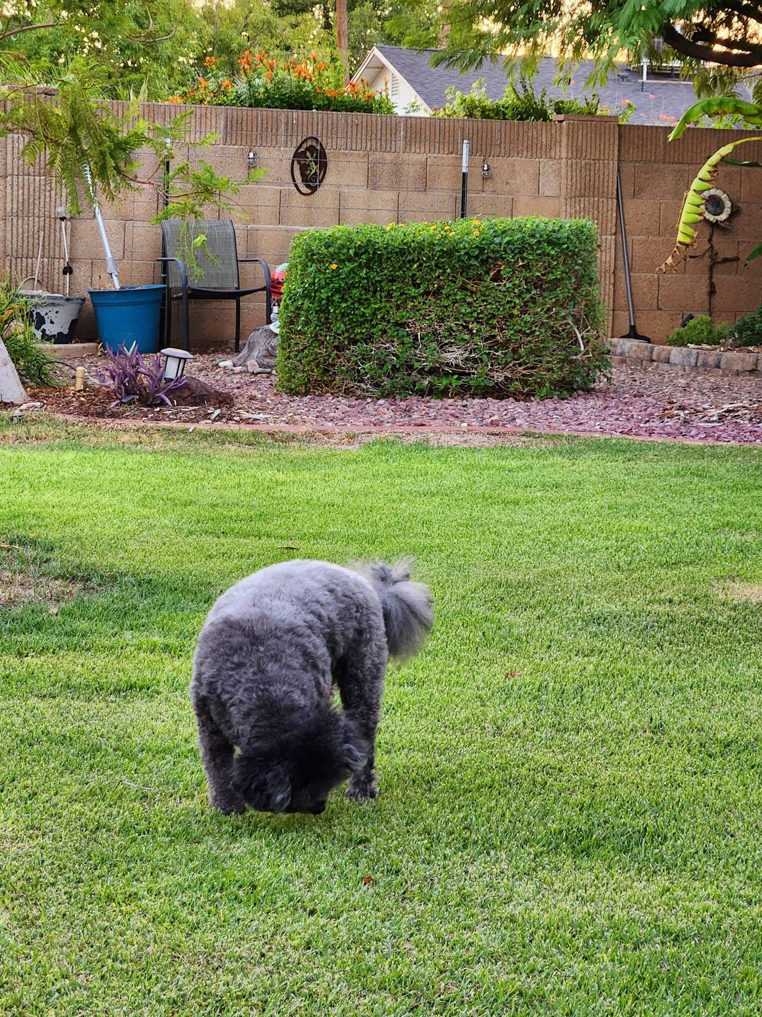 A wider shot of the same black and gray looking poodle mix dog upon a gulf green colored strip in her backyard. She has her nose to the ground, she's attempting to track a lizard.