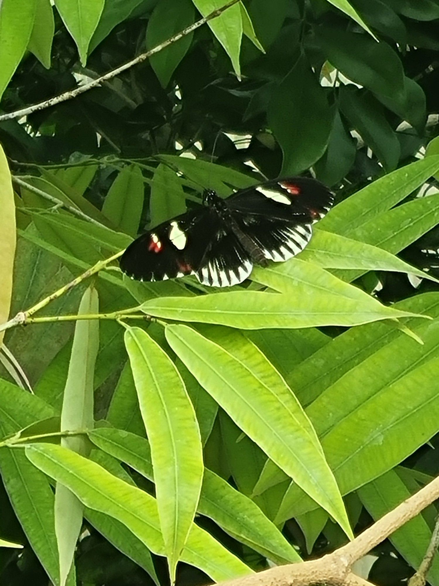 Picture of a black butterfly