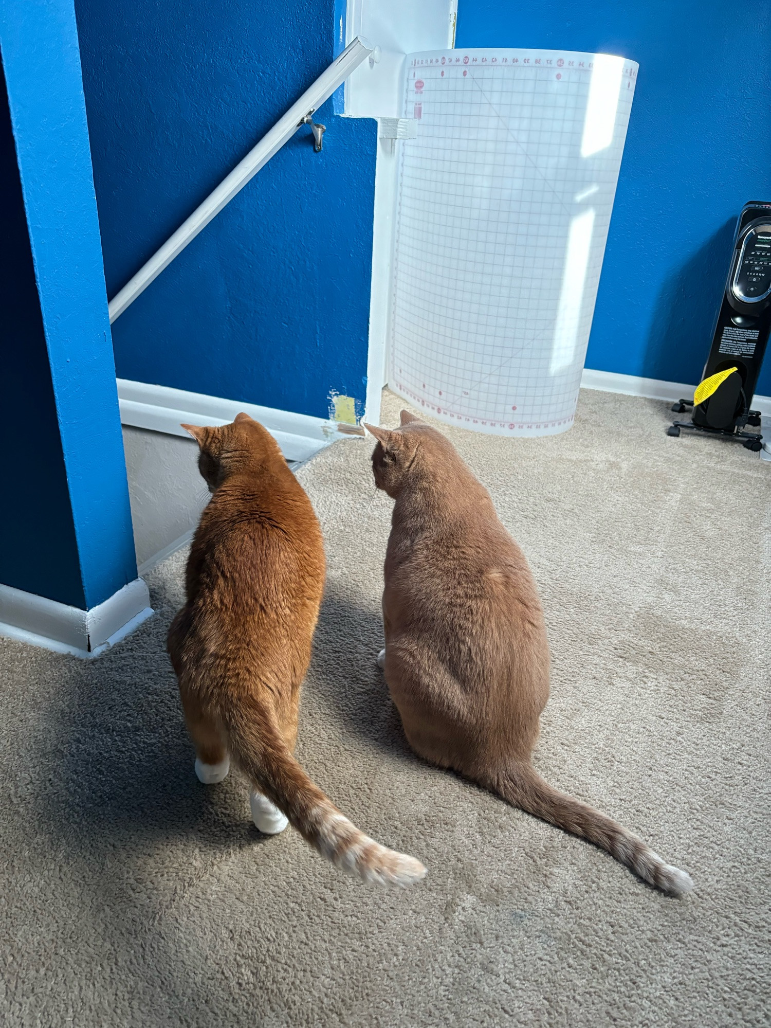 An orange cat and a tan cat next to each other, looking down a stairway