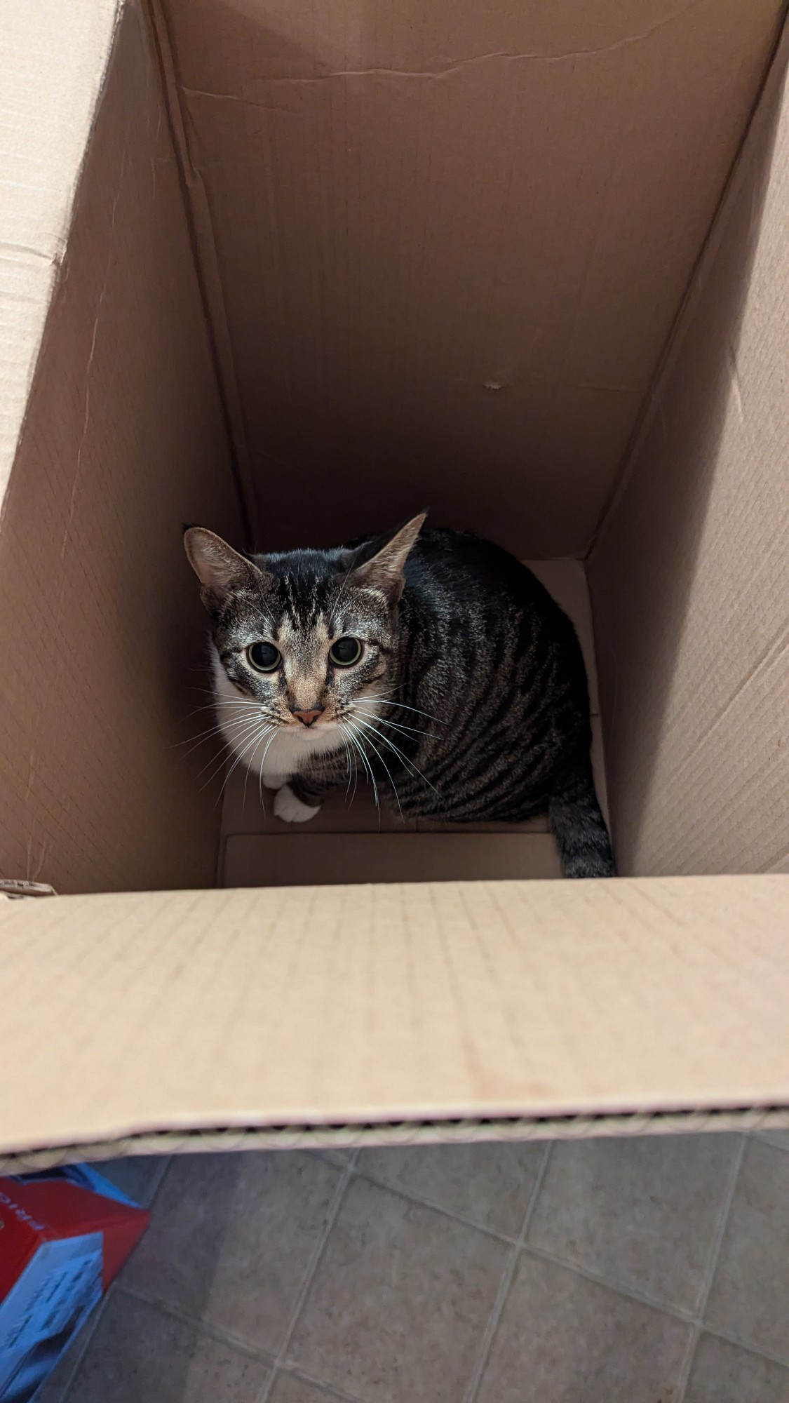 Silver tabby cat sitting in a very large box.