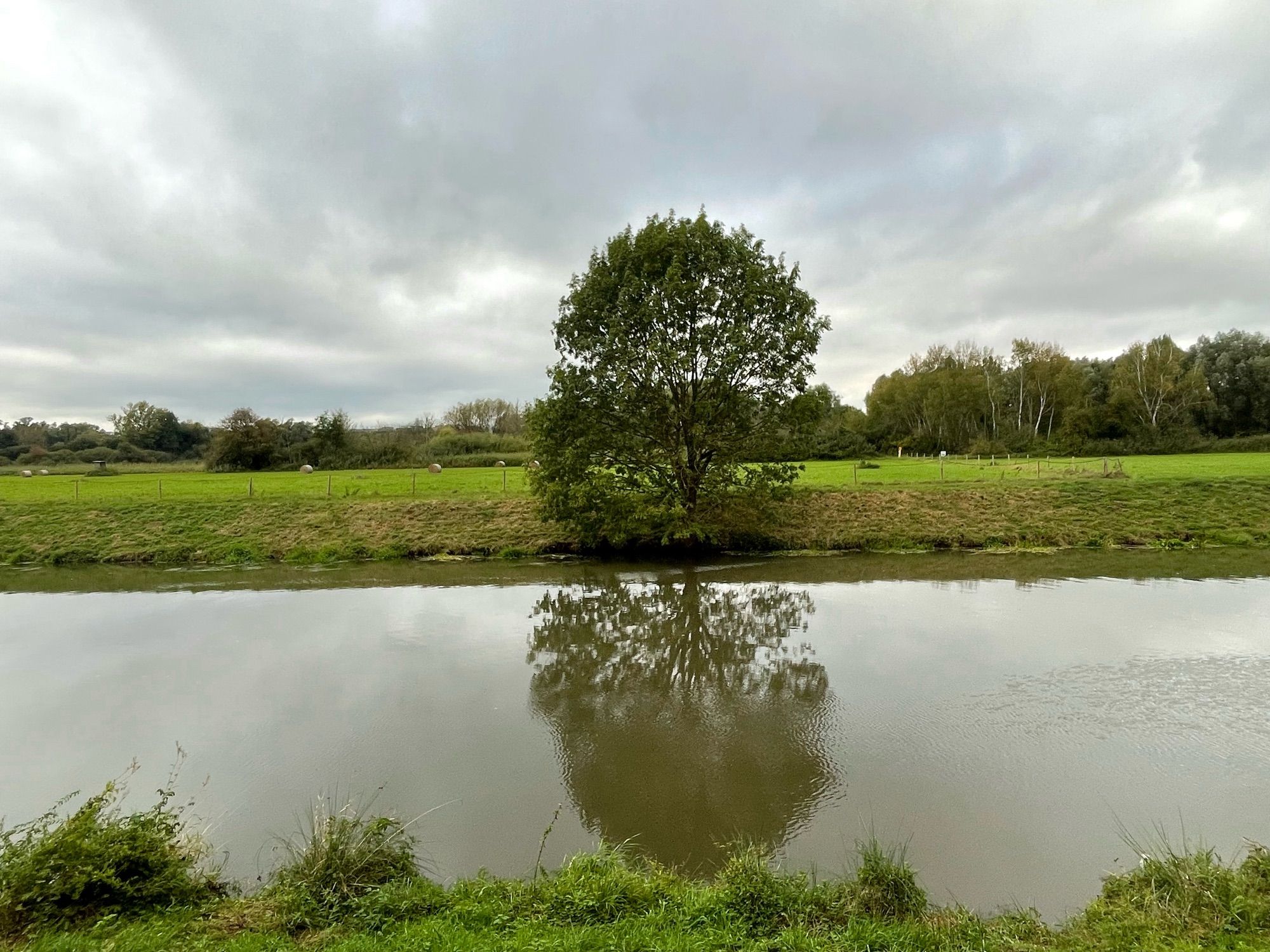 Das übliche Foto mit dem Baum und seiner Spiegelung auf der Nidda, diesmal vor grauem Himmel.