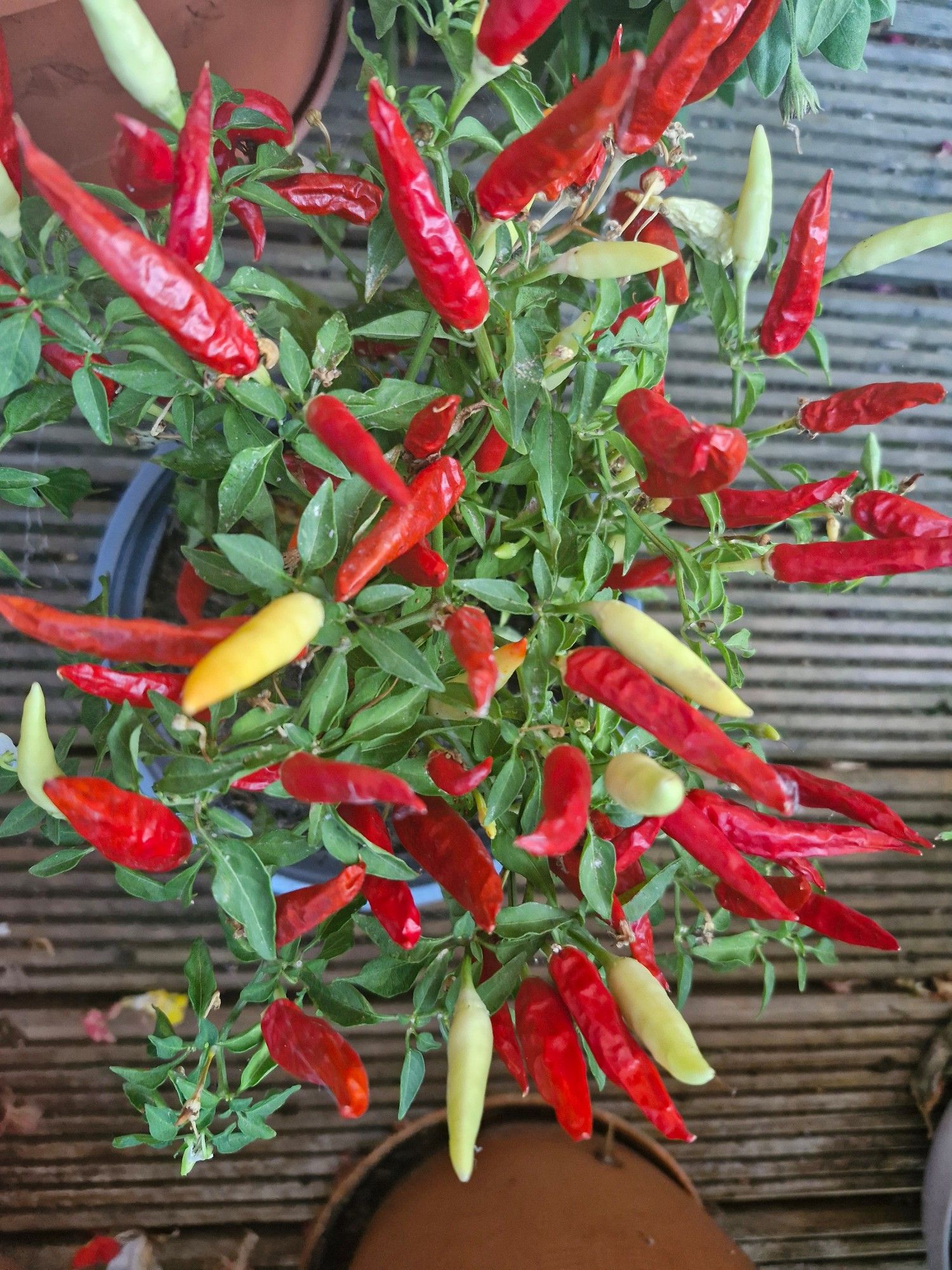 A small potted chilli plant.