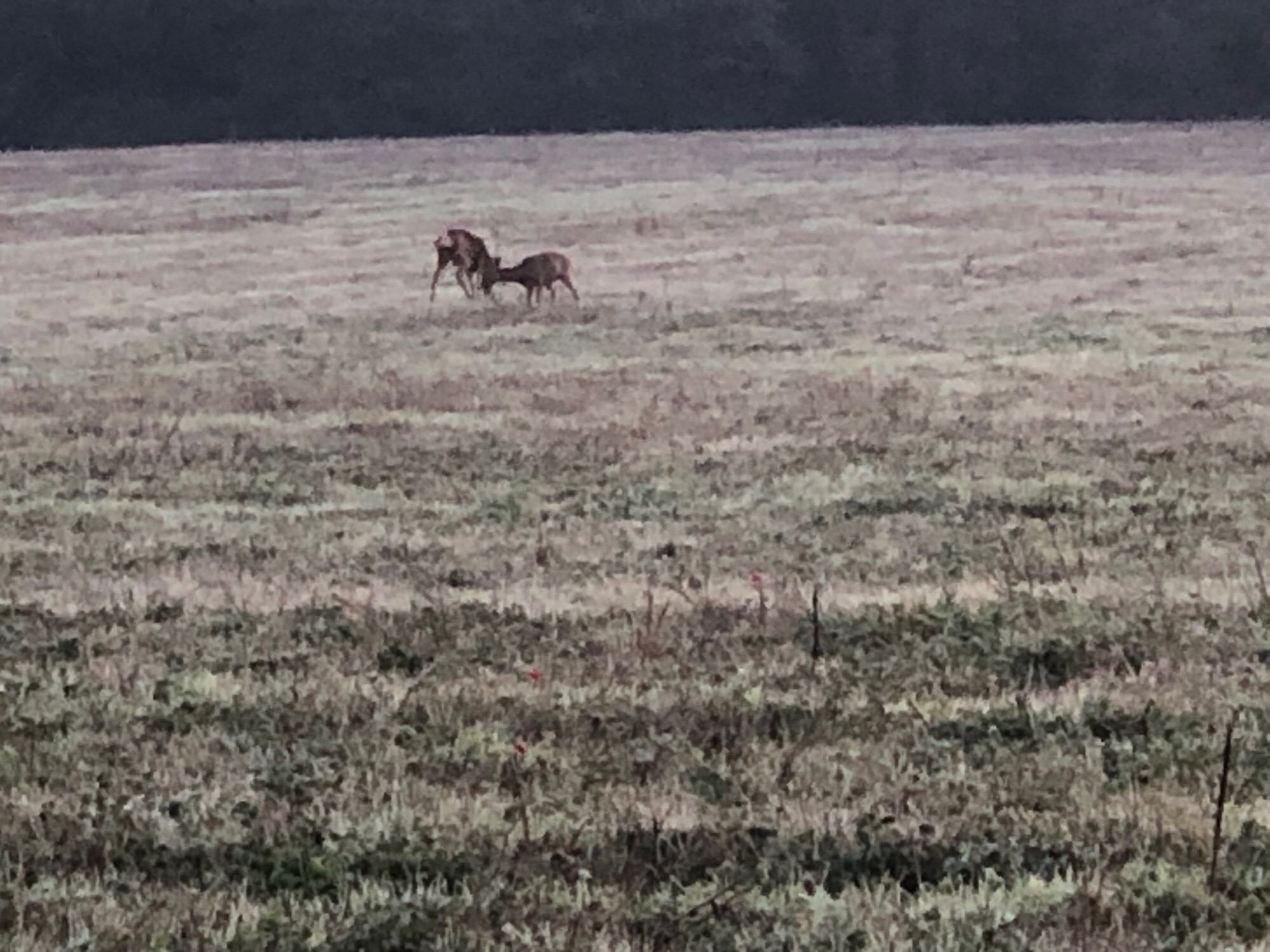 Two small dark brown deer, heads down and facing each other, in a frost-covered grassy field with fairly dim early morning light.