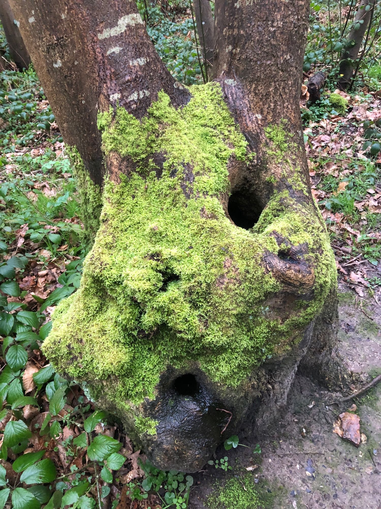 Large misshapen tree trunk with base covered in lime green moss