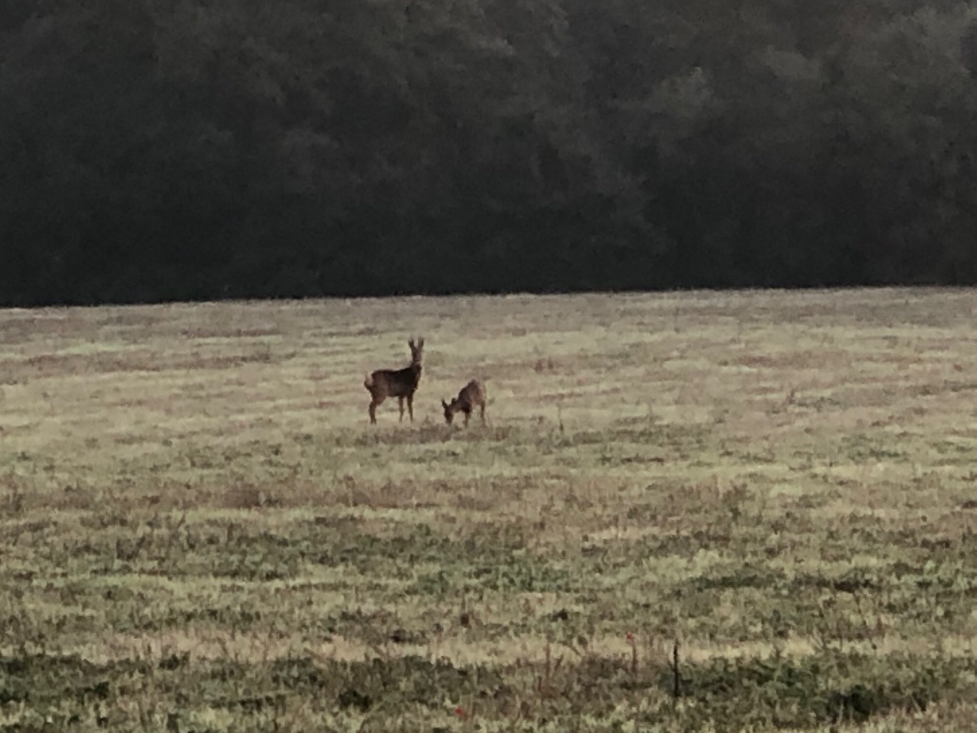 Two small dark brown deer in a field of short, slightly brownish grass. Deer on left is looking towards camera. Deer on right is head down and eating grass.