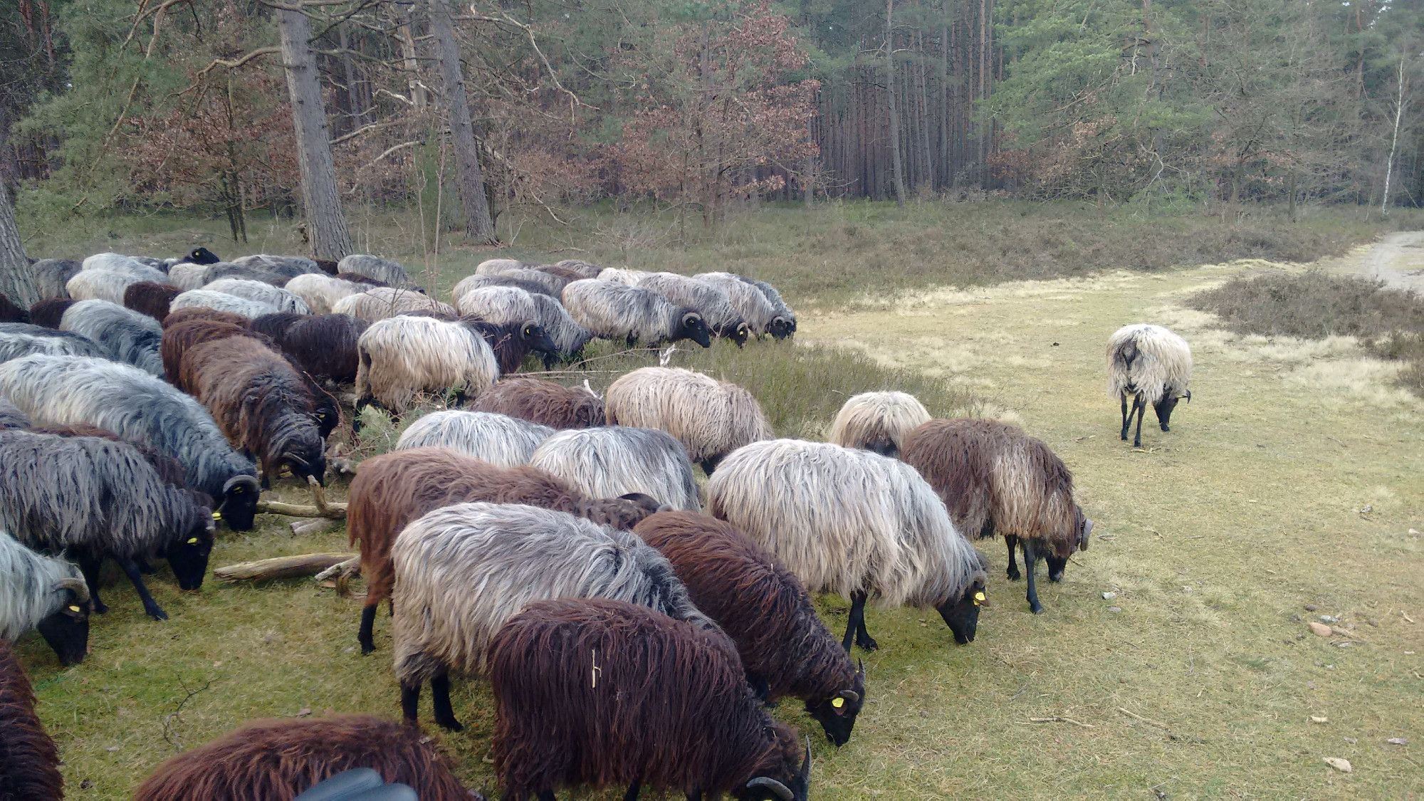 Heidschnucken Herde auf Futtersuche