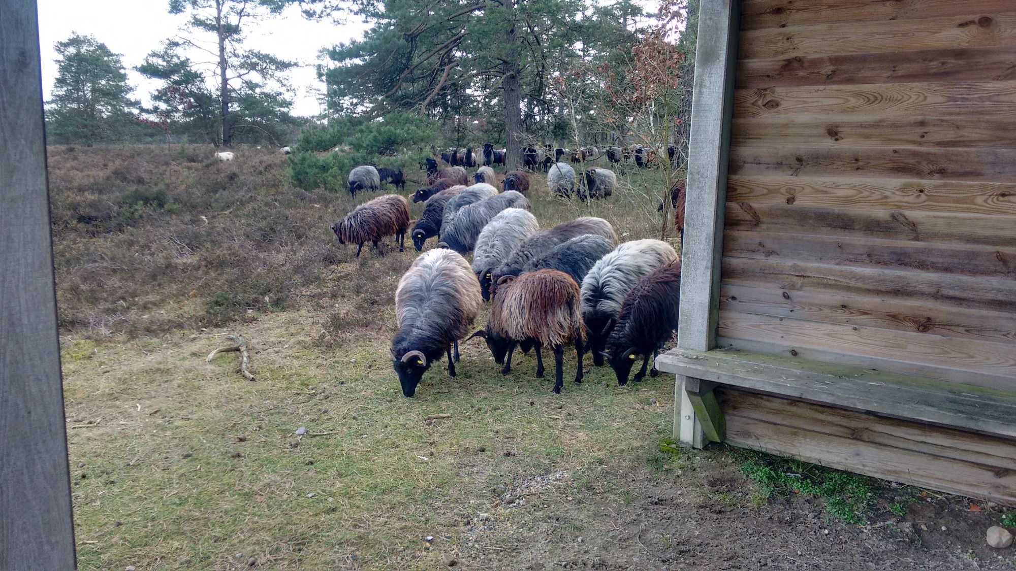 Heidschnucken grasen an der wanderhuette