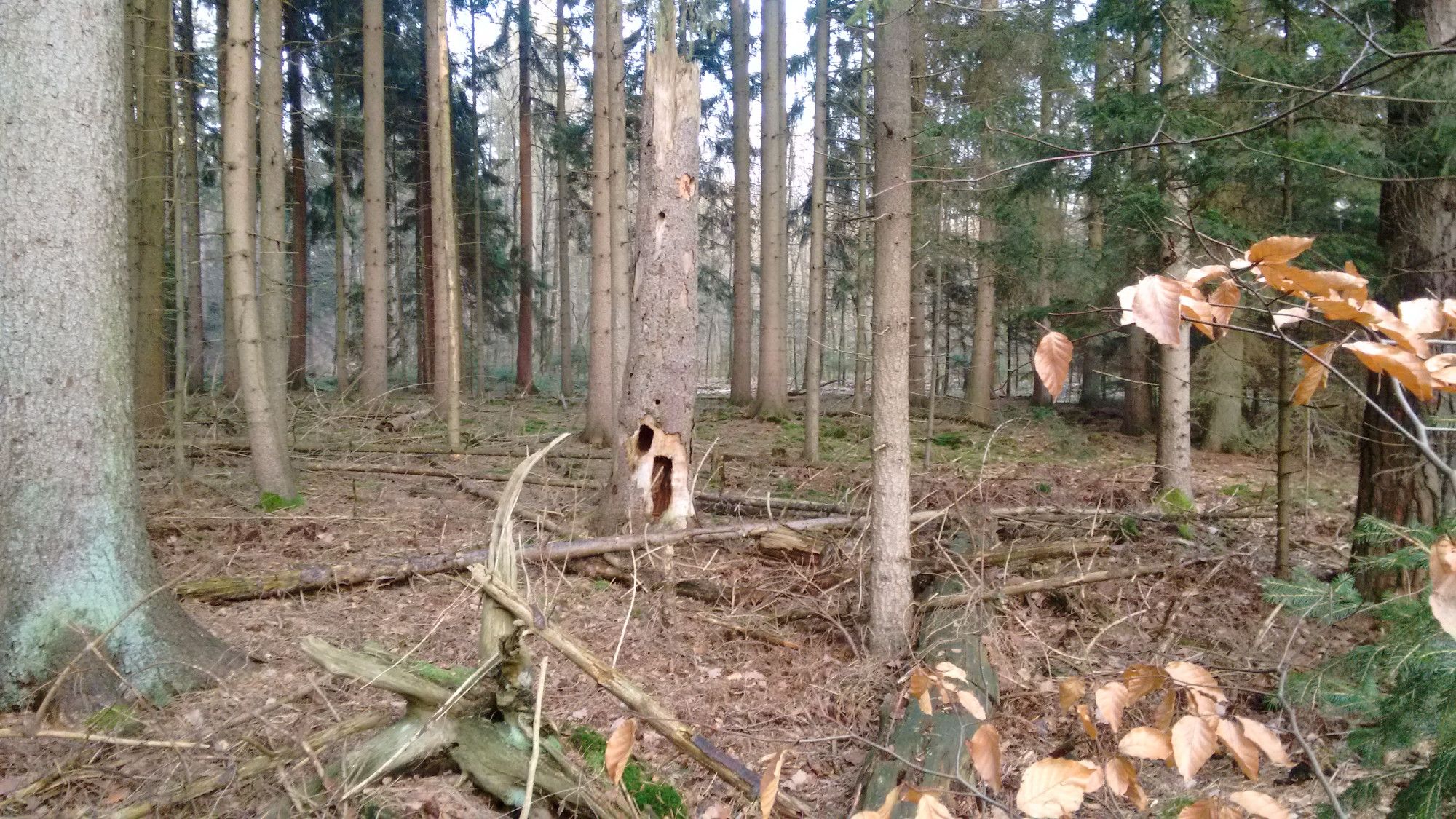 Ein morscher Fichtenstamm ist von Insekten, Spechten, Wildschweinen (und Waschbären?) ausgehöhlt worden.