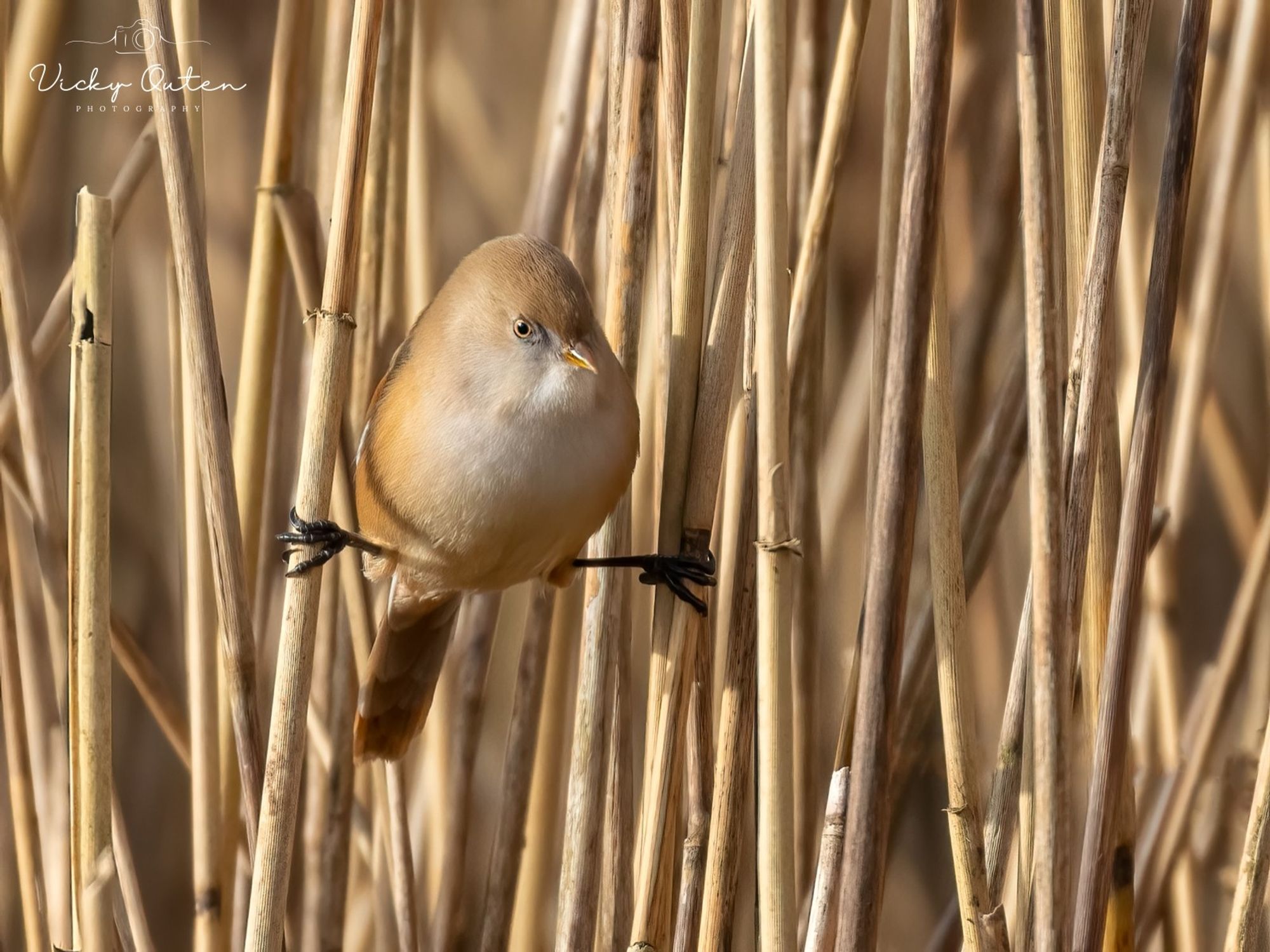 Female bearded tit doing the splits 
www.vickyoutenphotography.com