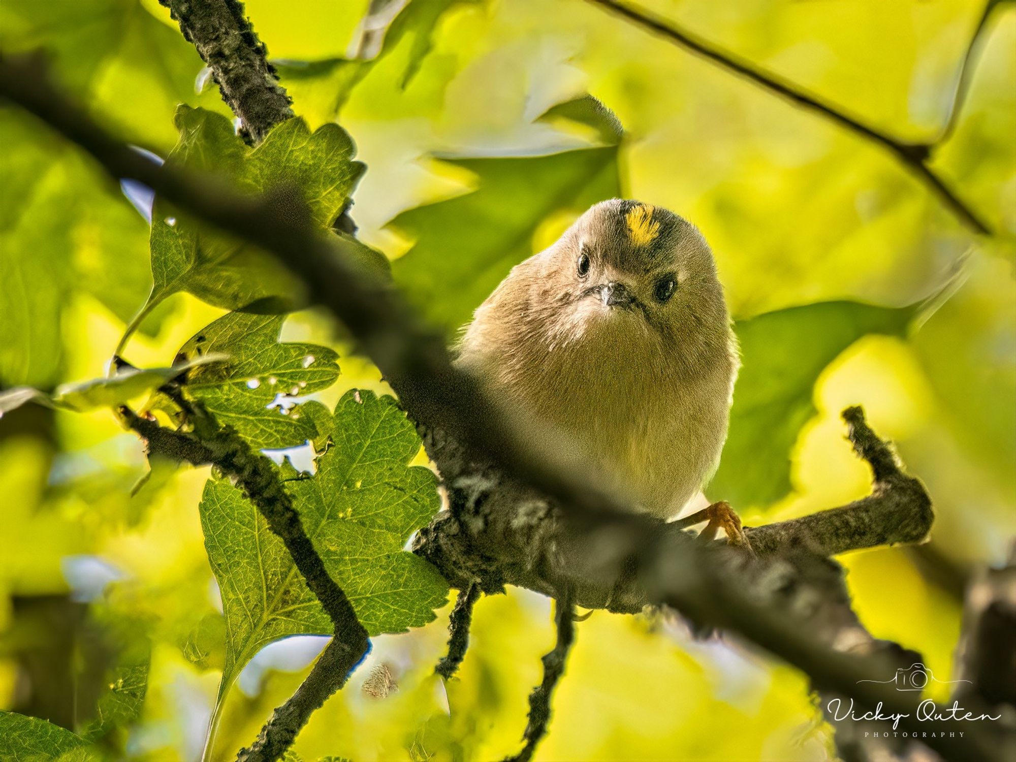 Goldcrest 
www.vickyoutenphotography.com