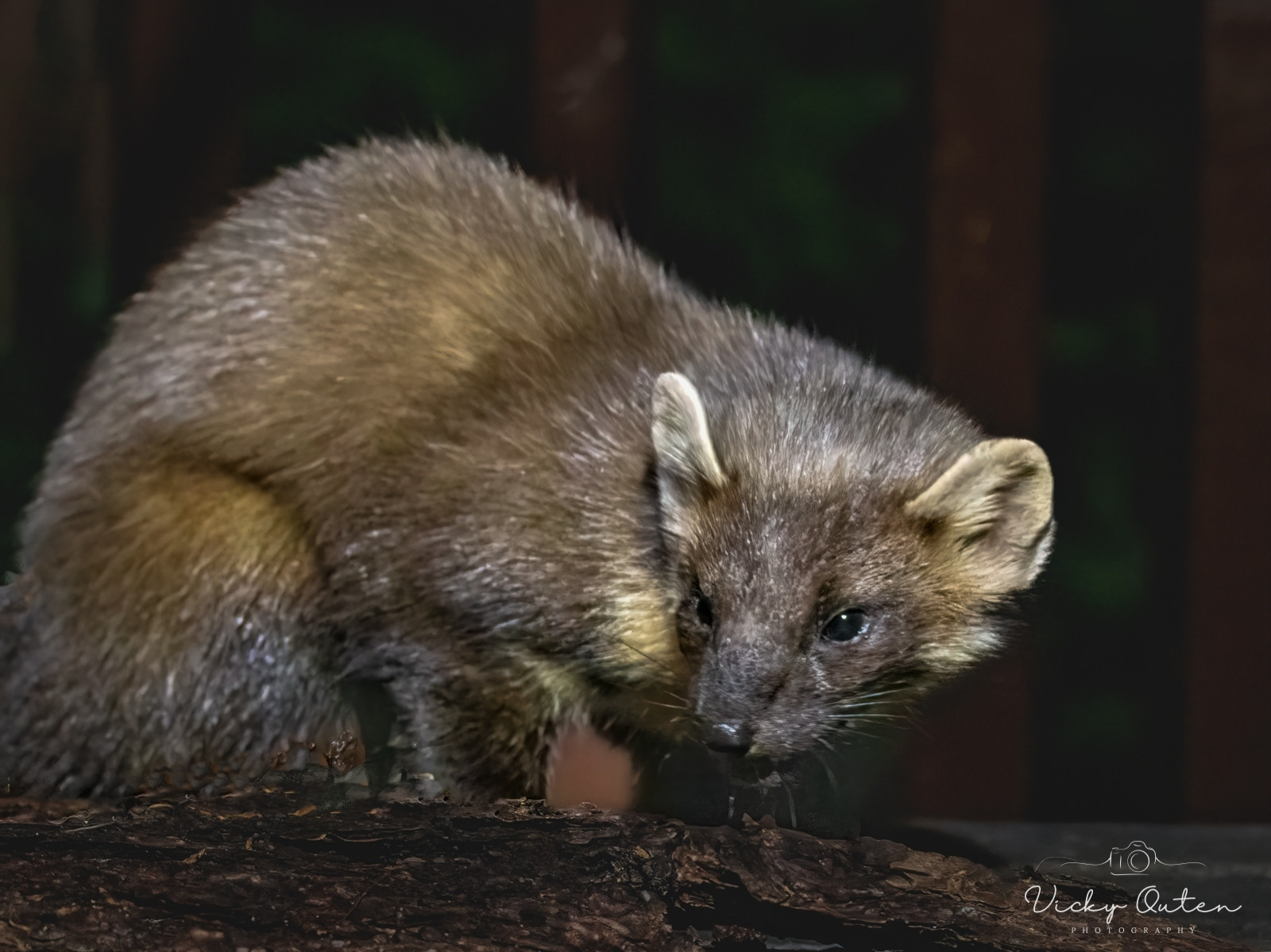 I've always wanted to see a pine martin & last week in the Cairngorms I got to see at least one each night.  
www.vickyoutenphotography.com