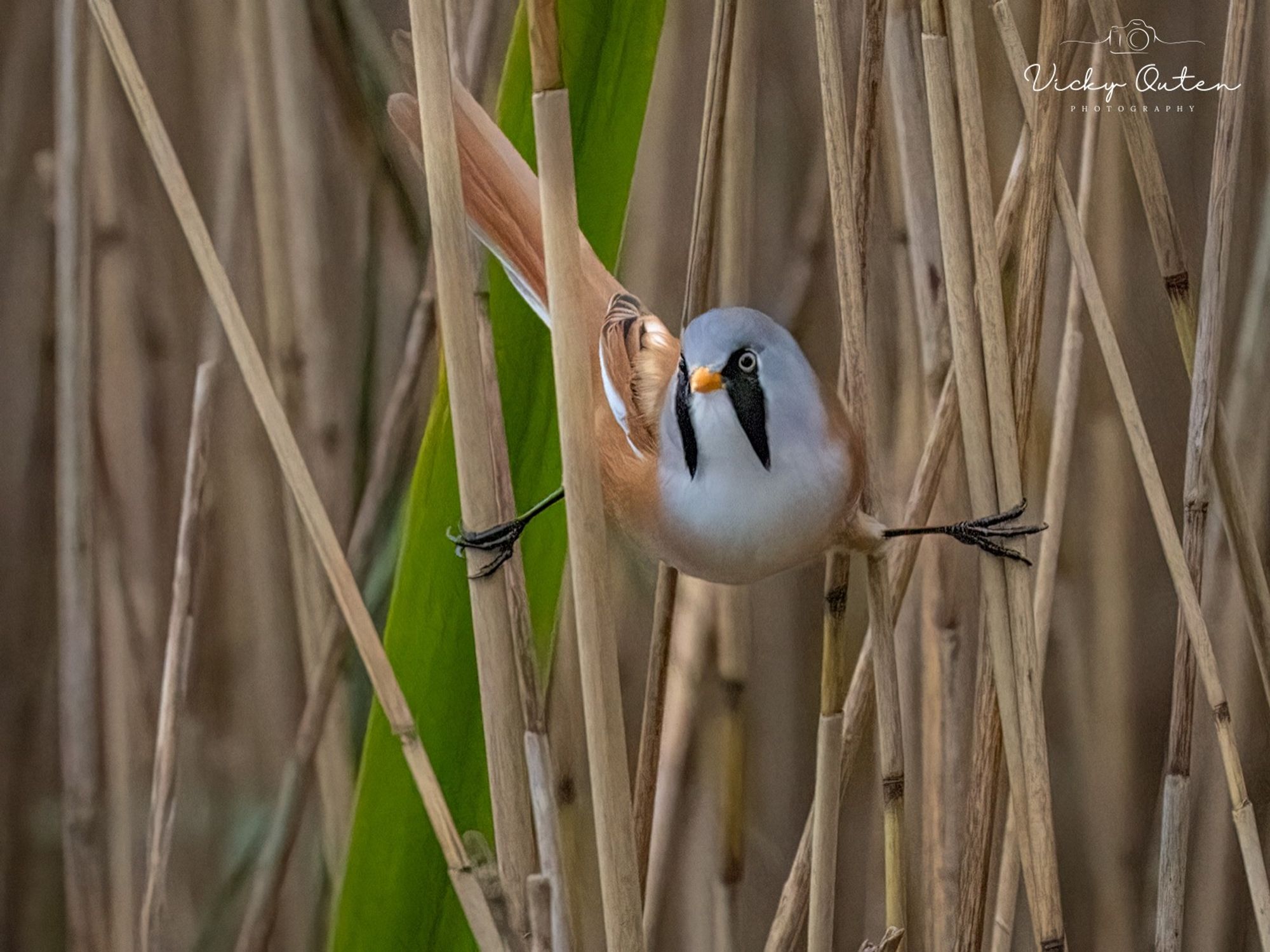 A bearded tit a first for me
www.vickyoutenphotography.com