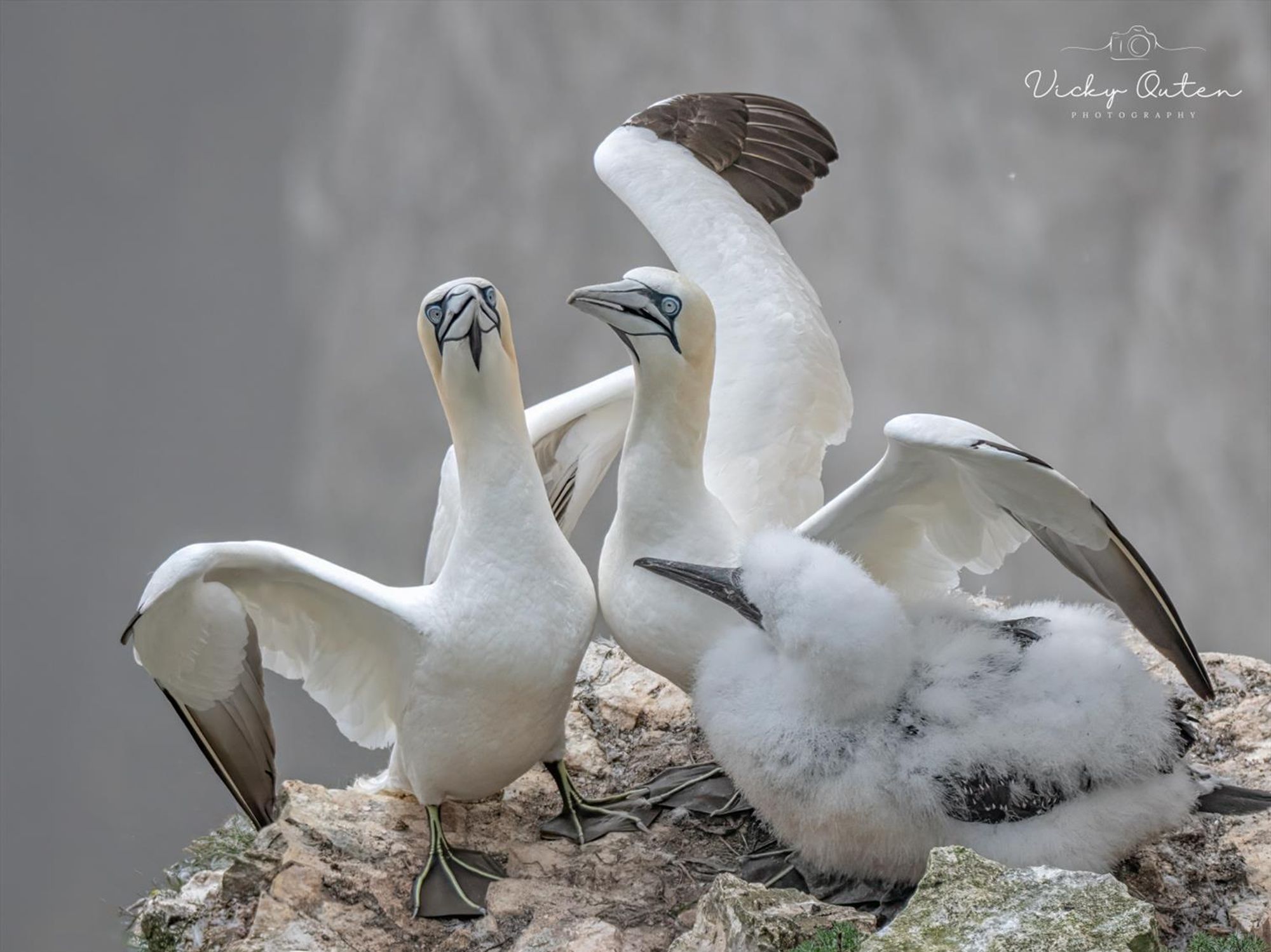 2 gannets showing off their chick on the cliffs