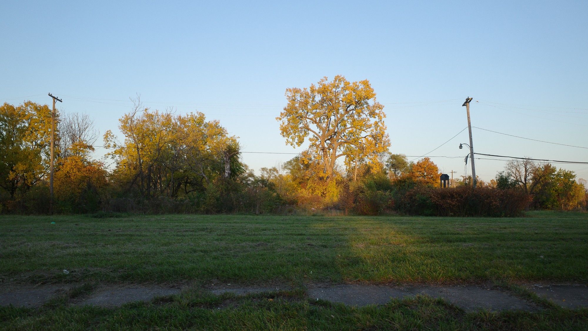 Color photograph looking across a stretch of empty grass-covered lots with long shadows stretched across them at a row of trees with bright autumn leaves standing up above the shadows and catching bright sunlight