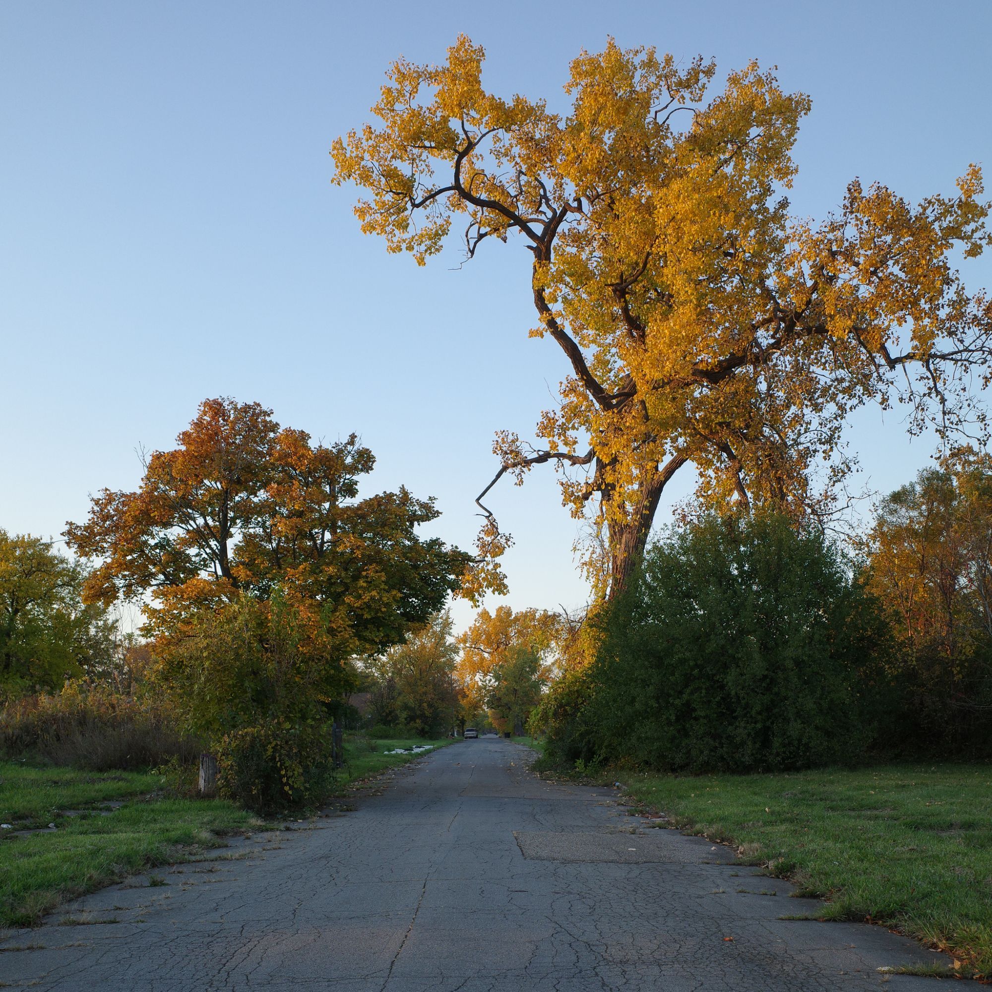 Color photograph looking down an overgrown residential street flanked by trees, over the street a very tall tree with bright yellow leaves stretches out across the clear blue sky