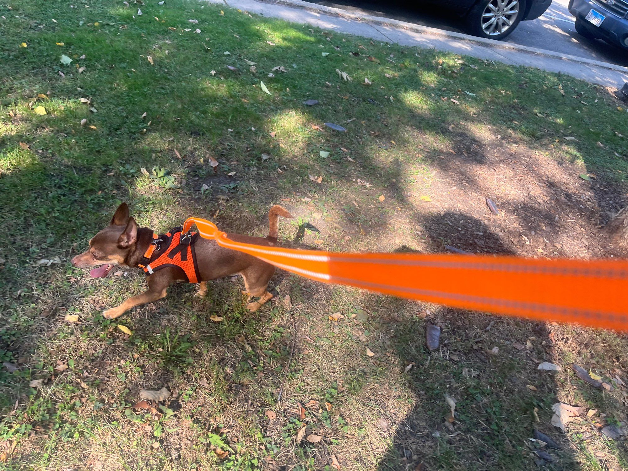 Terror, a brown chihuahua with an orange leash and harness, running in the park