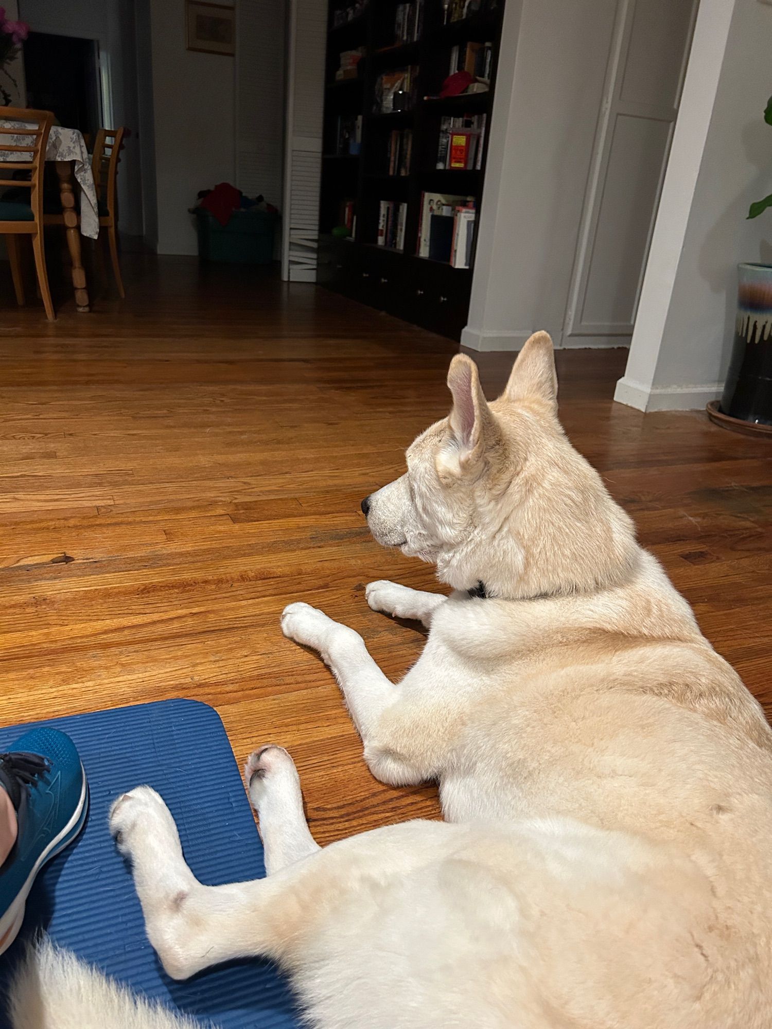 A white husky mix lying down at the end of a blue yoga mat