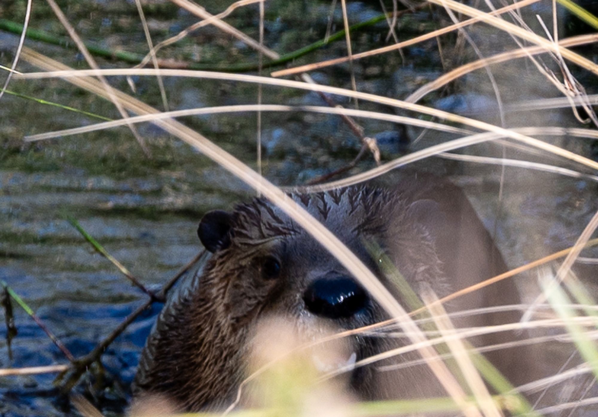 An otter in a marsh playing peek-a-boo with me through the grass...his little face!!