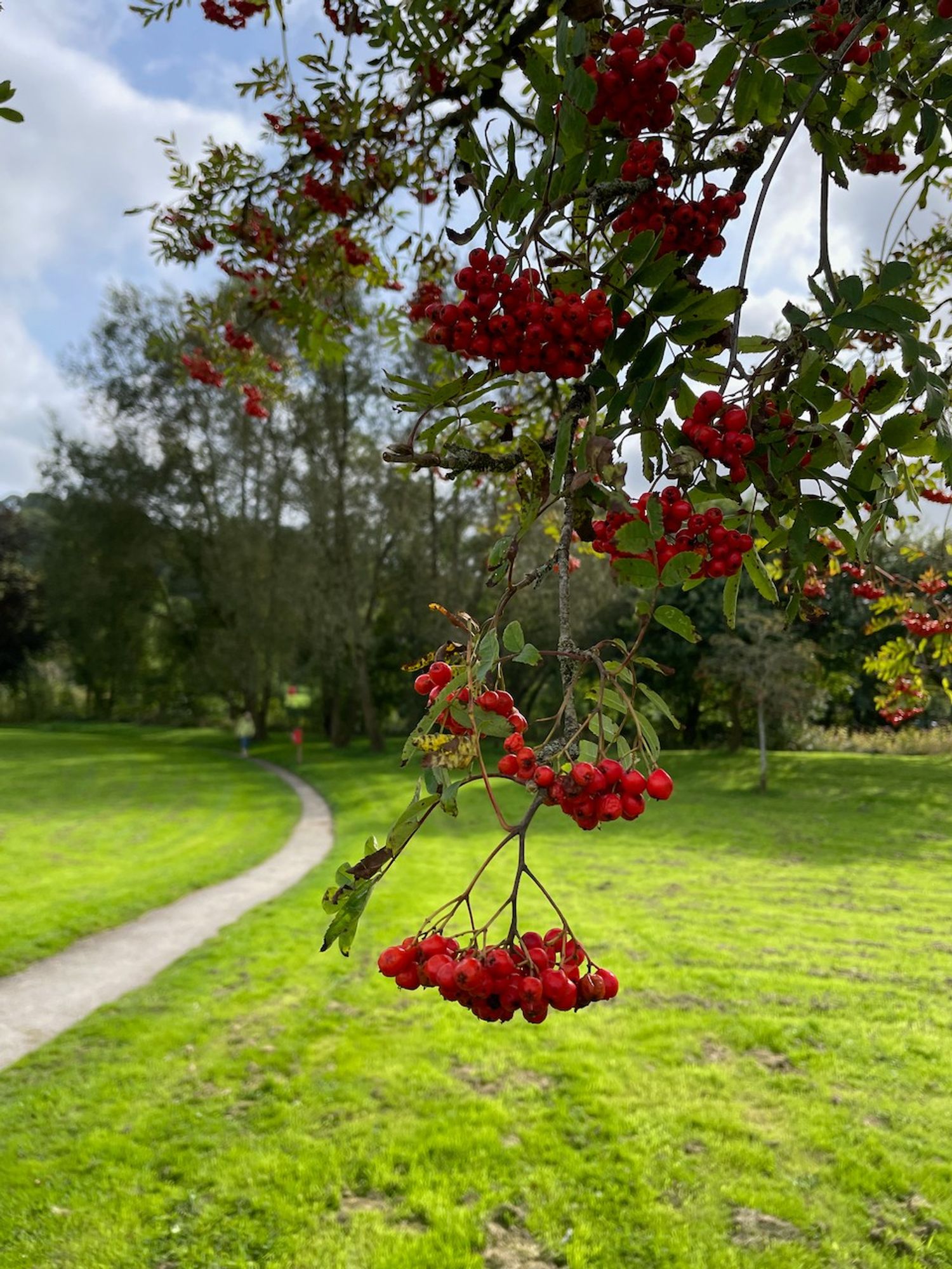 Red rowan berries.