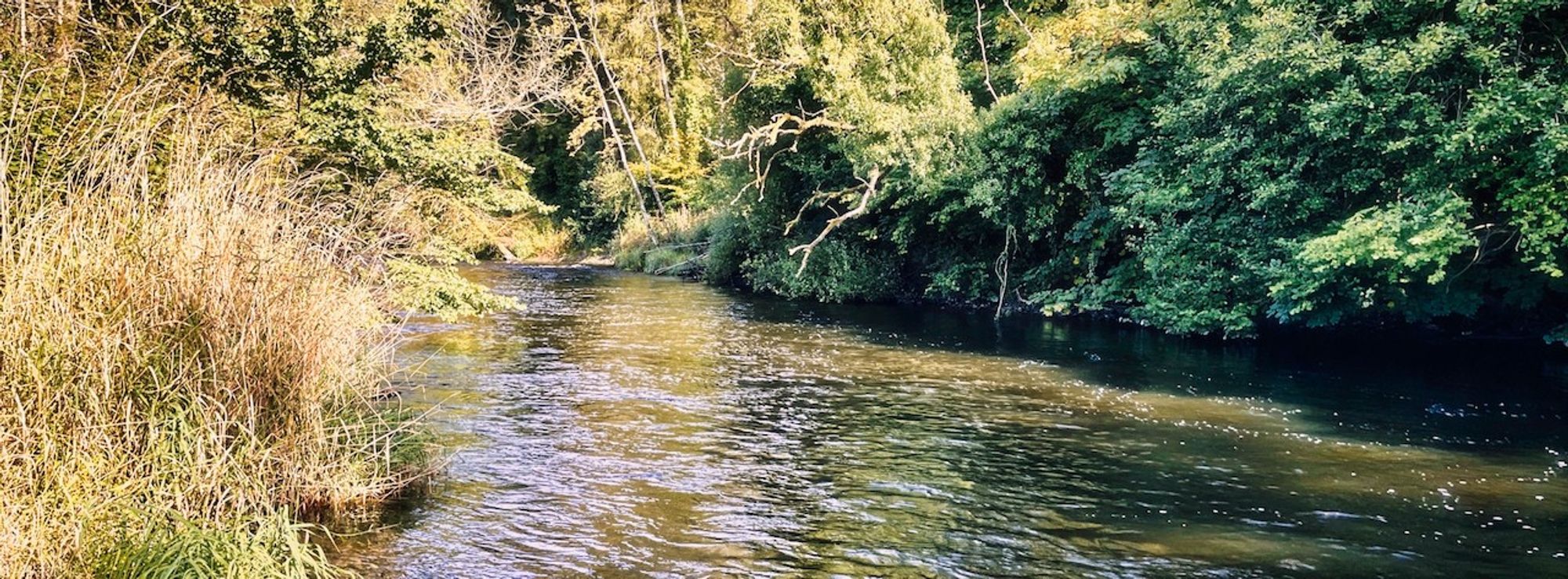 Afon Teifi at Llandysul -- river flowing through countryside with grass on one bank and trees on the other.