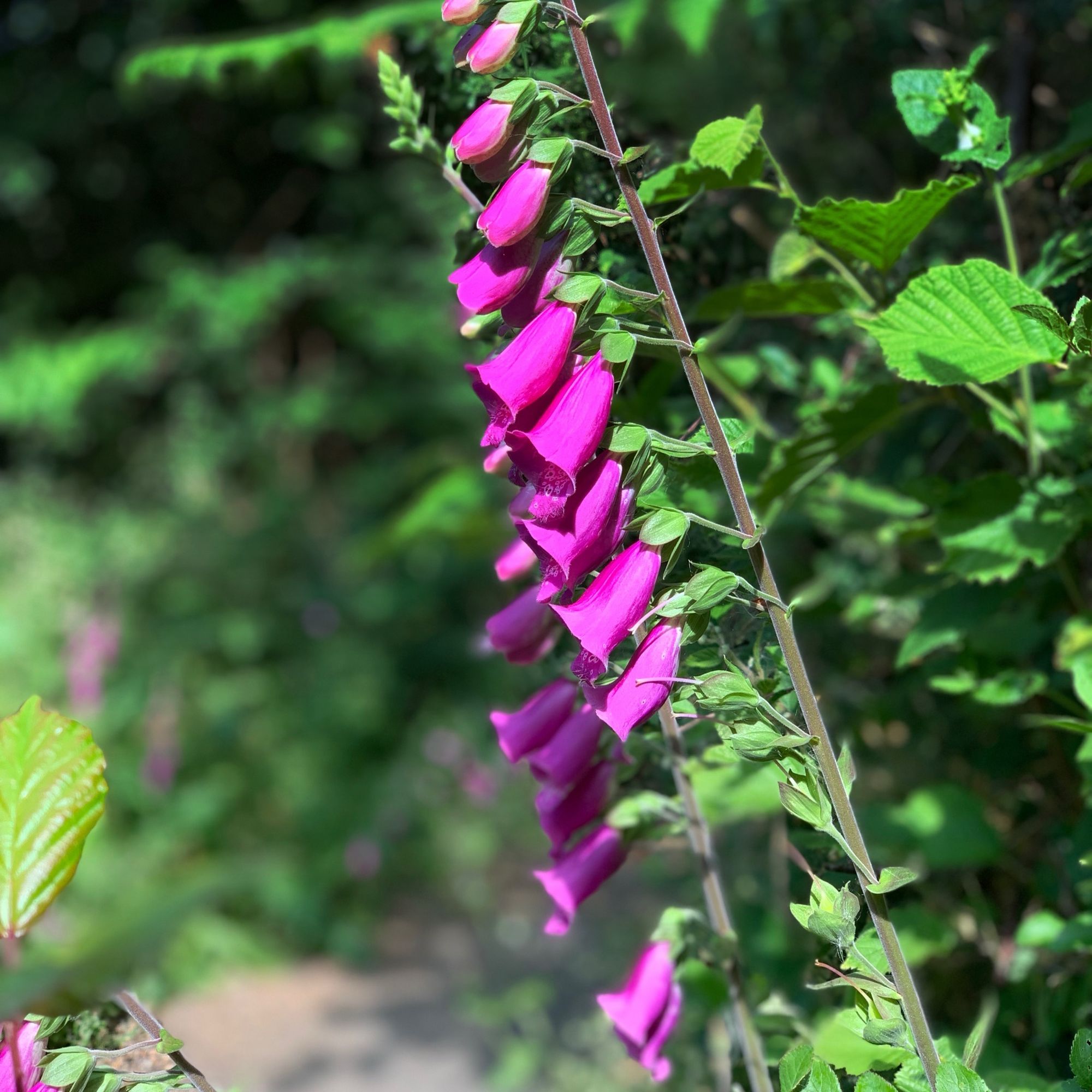 Foxglove flowers.