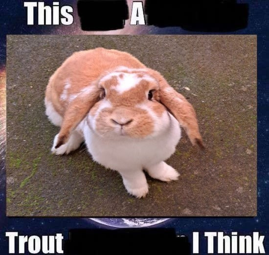 picture of rabbit with caption "This A Trout I Think"