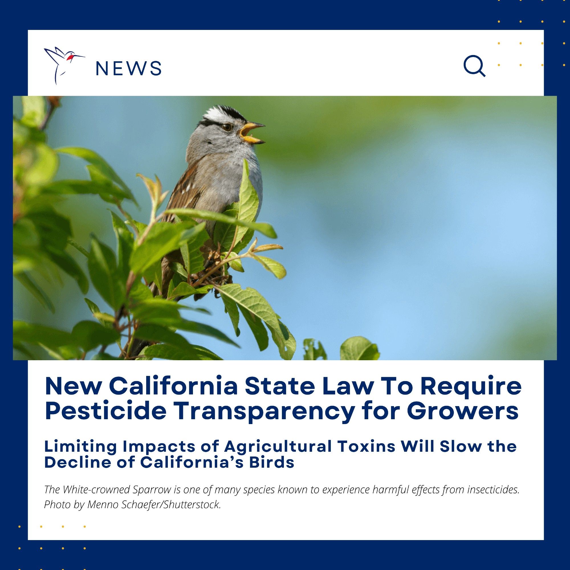 Graphic designed to look like a news article, featuring a photo of a white-crowned sparrow. Headline reads New California State Law to Require Pesticide Transparency for Growers.