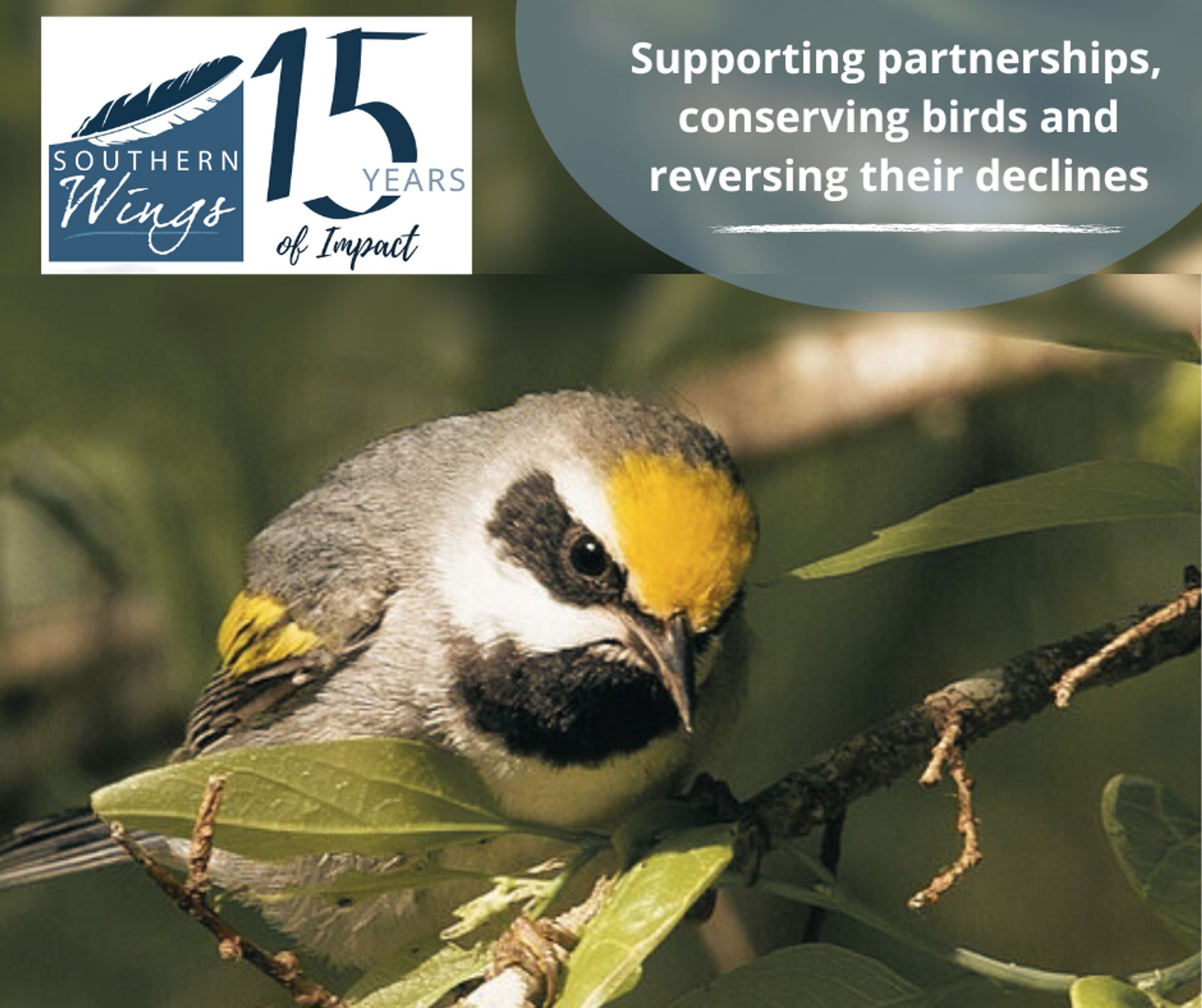 Logo of Southern Wings celebrating 15 years of impact, next to an image of a bird perched on a branch, with text stating 'Supporting partnerships, conserving birds and reversing their declines'.