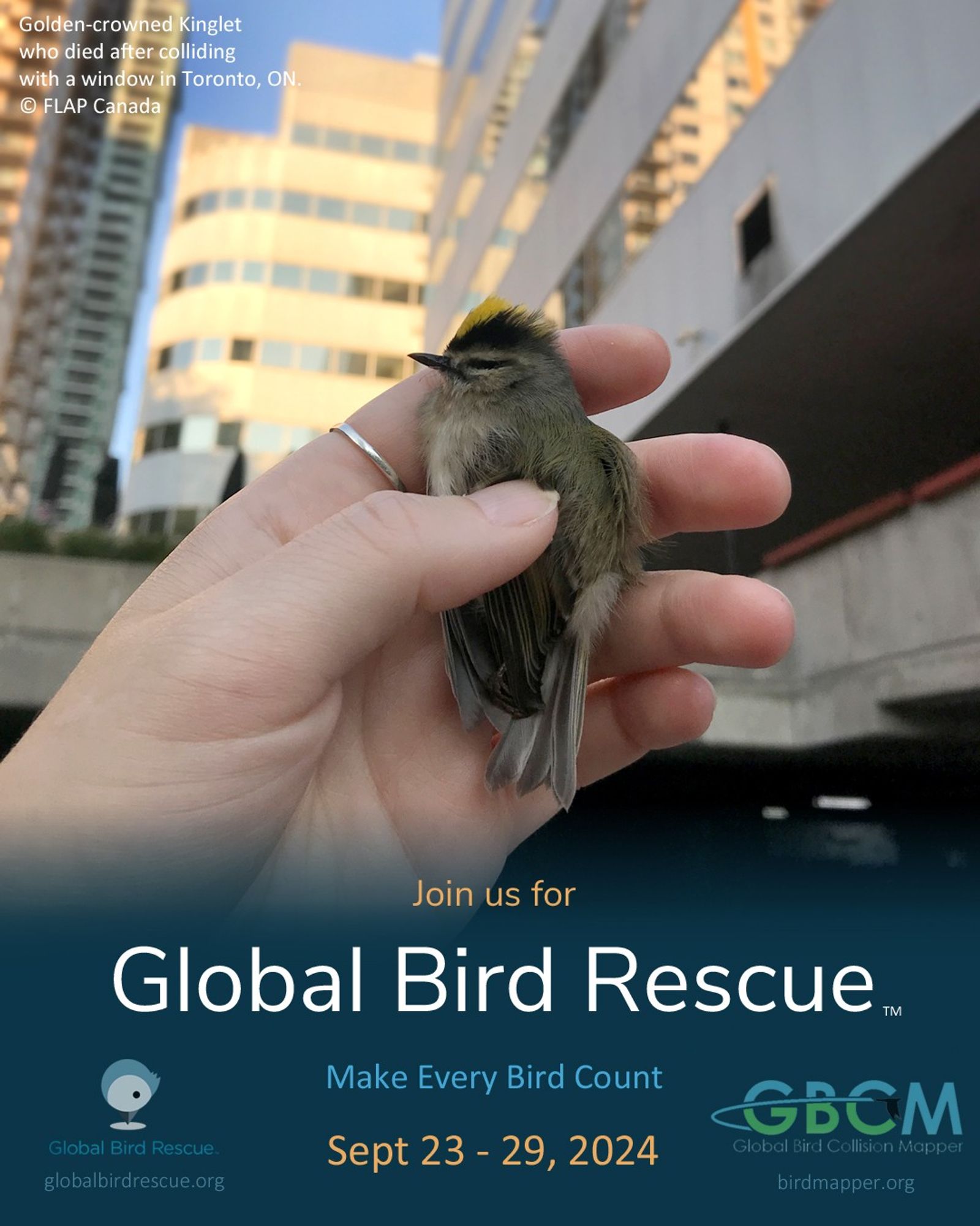 Promotional poster for Global Bird Rescue event, featuring a small bird, identified as a Golden-crowned kinglet, resting on a person's hand with high-rise buildings in the background. Text invites participation from September 23 to 29, 2024, highlighting the campaign for bird safety in urban environments.