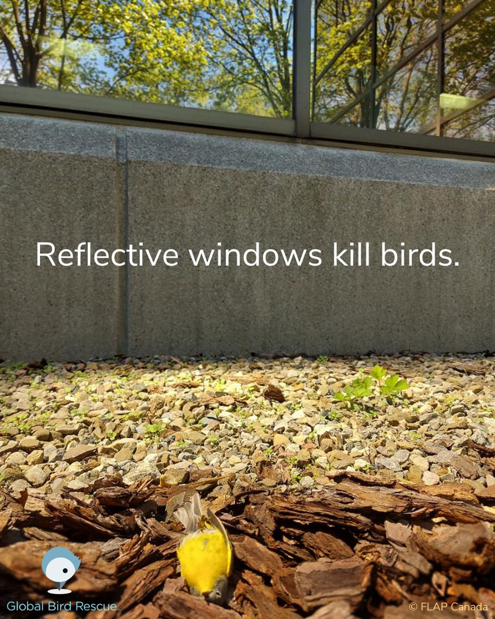 An image showing a small dead bird lying on the ground in front of a reflective window, with a caption that reads 'Reflective windows kill birds.' This serves as an awareness message from Global Bird Rescue.