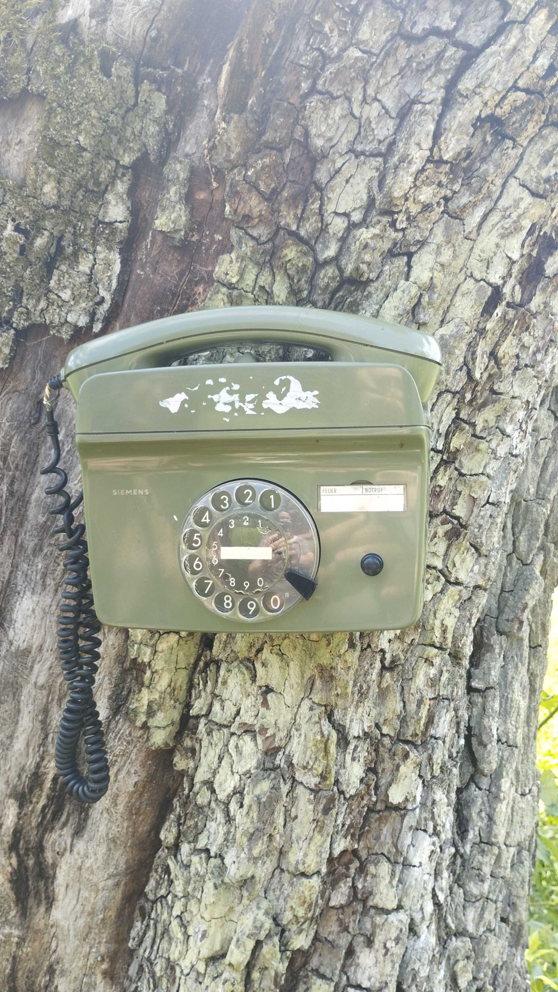 Ein olivgrünes, altes Telefon mit einer Wählscheibe ist an einem Baum mit rauer Rinde befestigt.