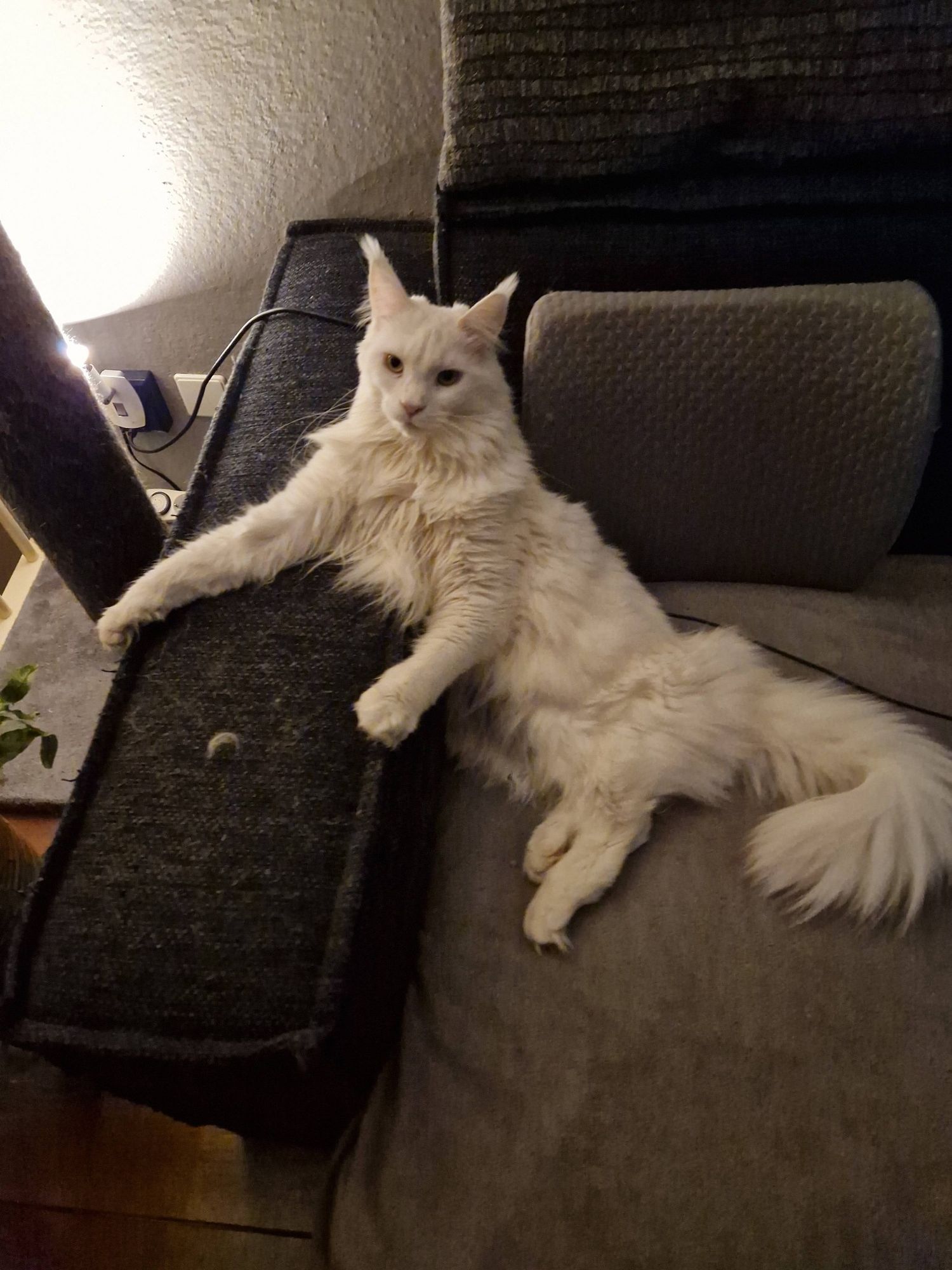 Large white Maine Coon laying on grey fleece on dark couch, 2 paws on the arm rest, looking slightly taken back.