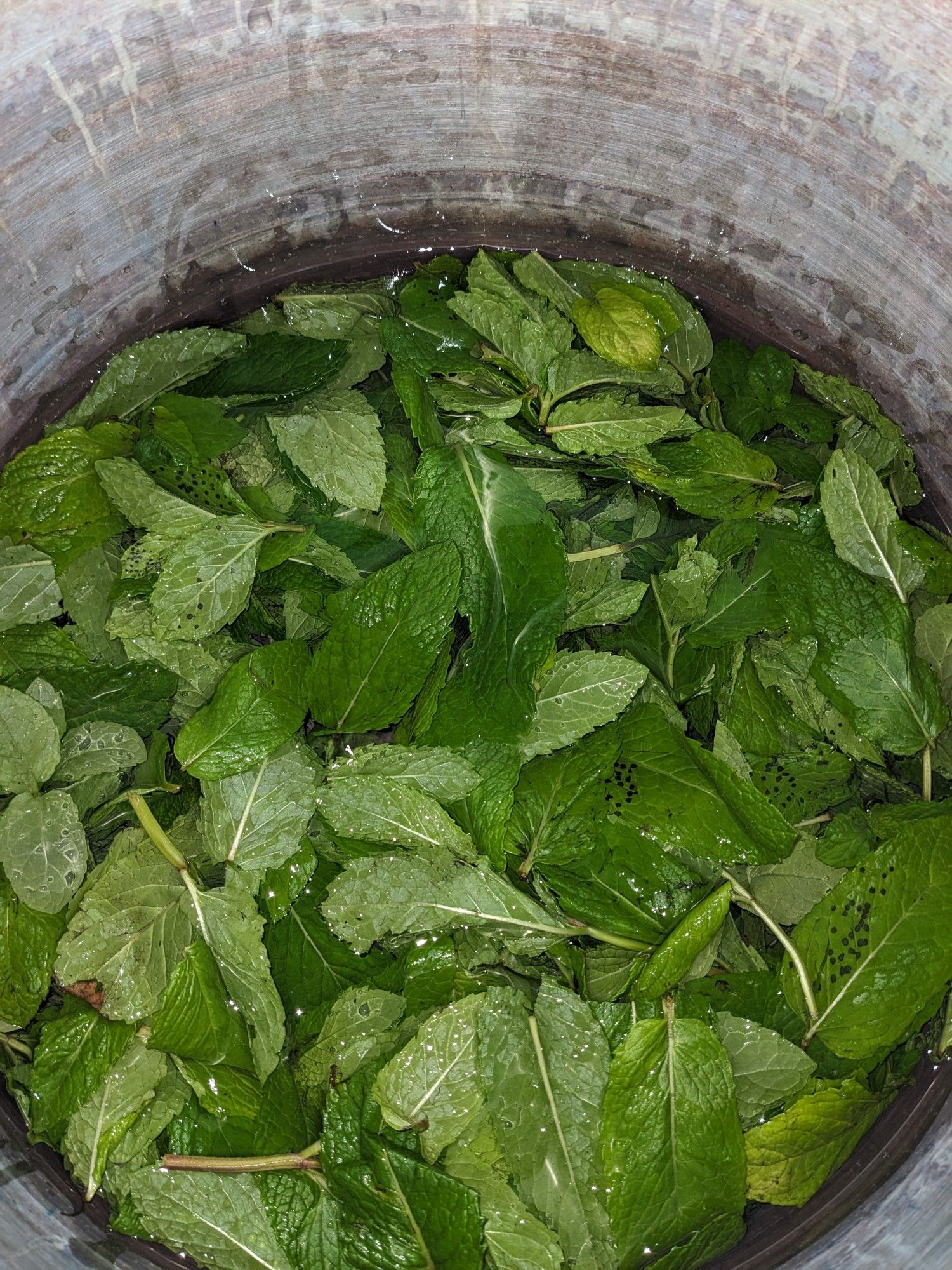 Fresh mint leaves in a large pot with water just covering them.