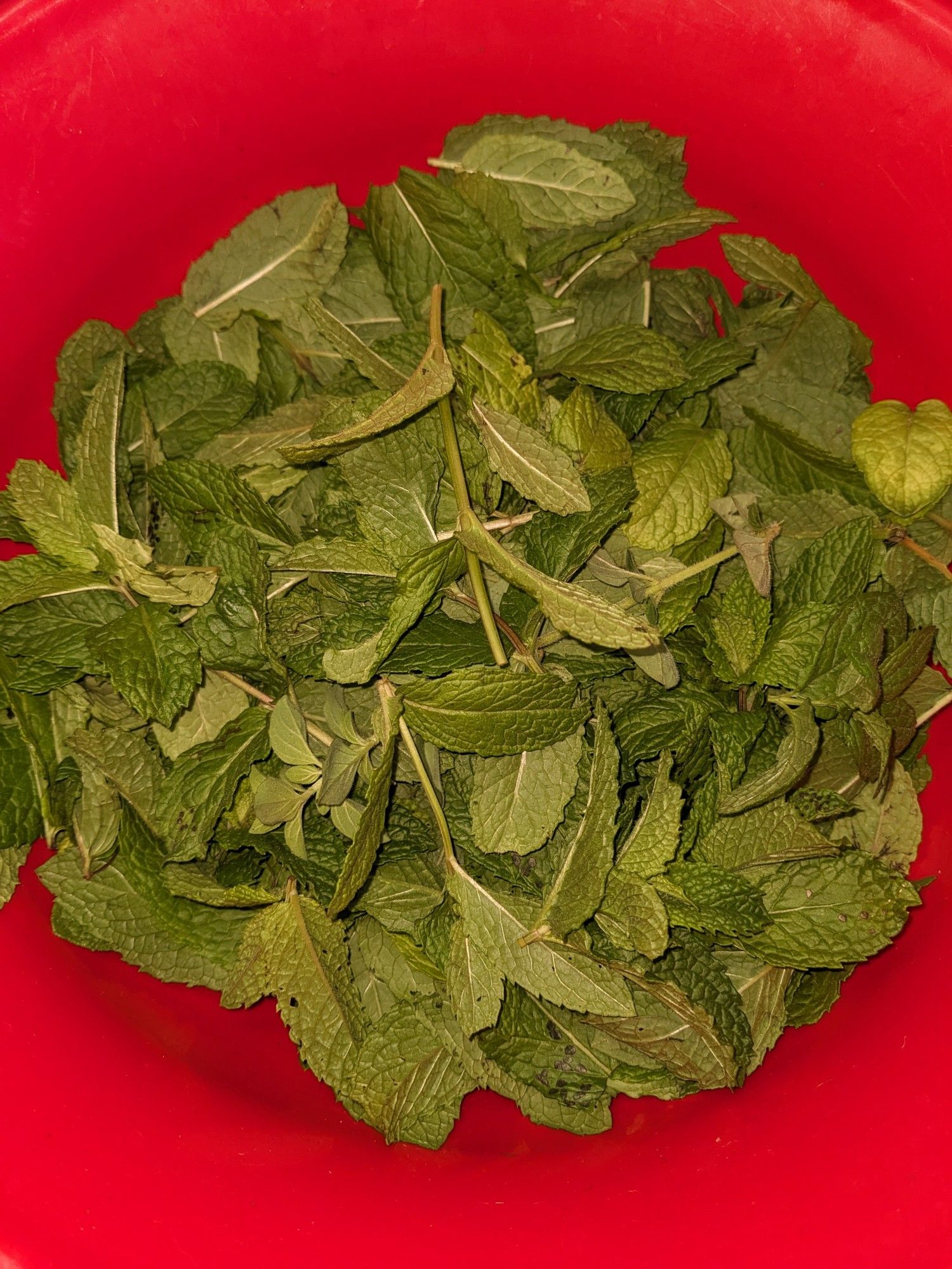 Fresh mint leaves in a red plastic bowl.