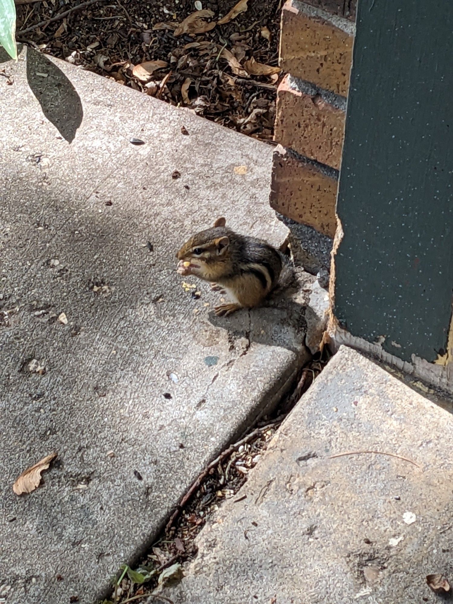 A chimpunk sitting at the edge of a driveway enjoying a seed for breakfast.