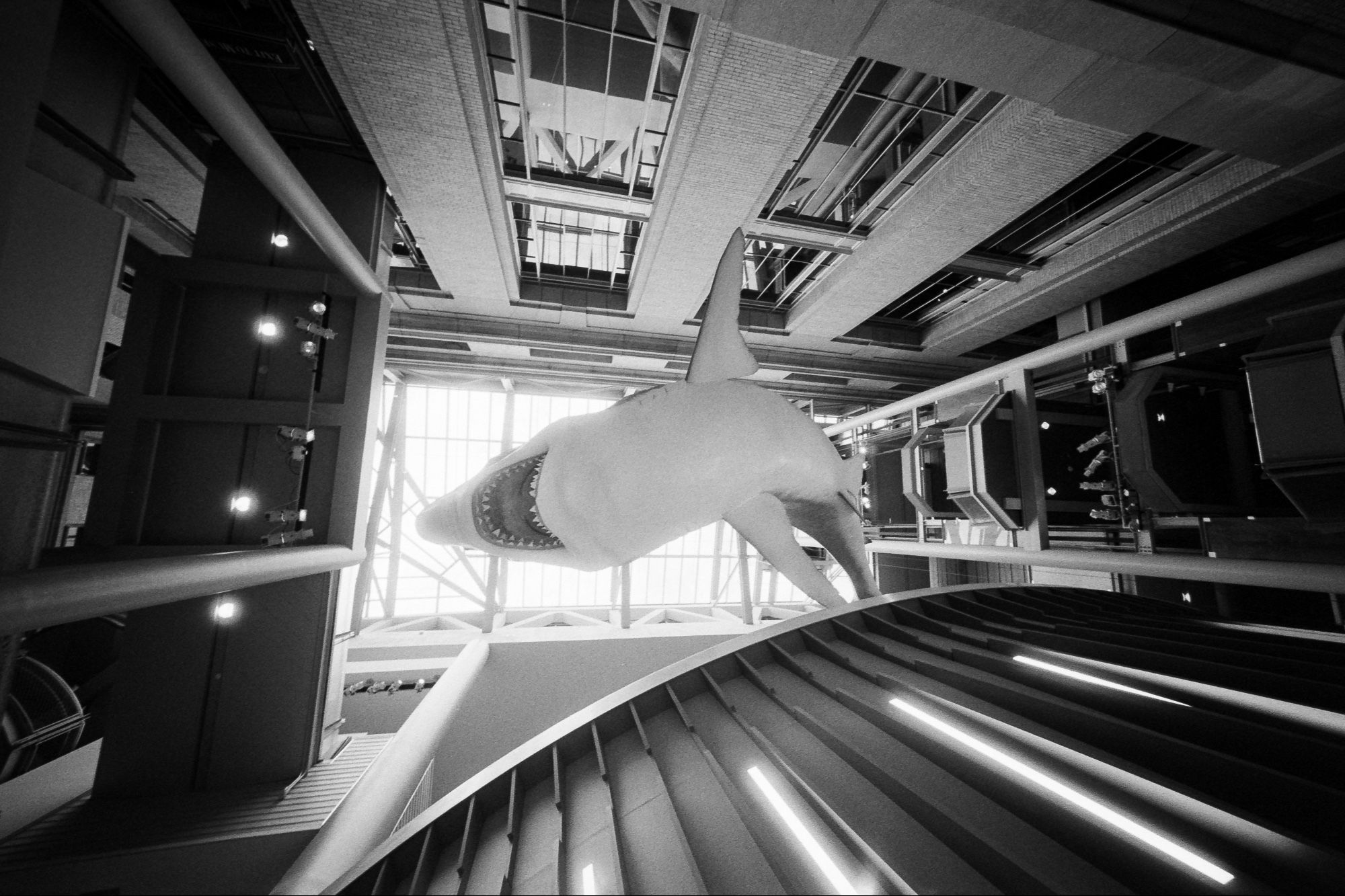 A view of a megaladon replica above a cafe in a Smithsonian Museum